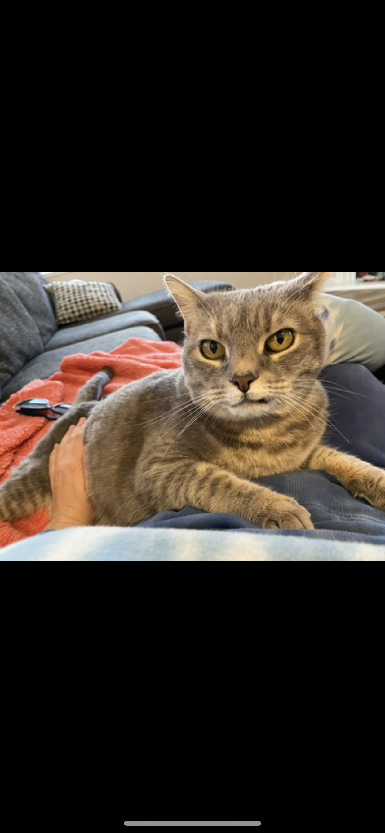 Pet