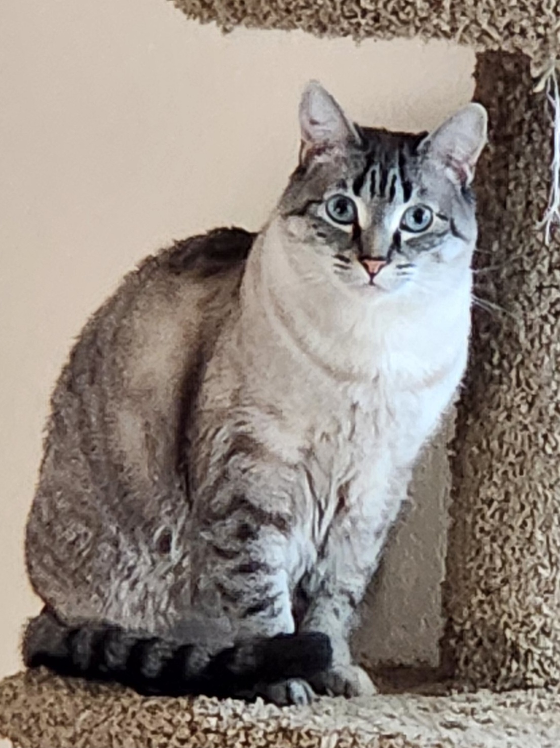 Pet