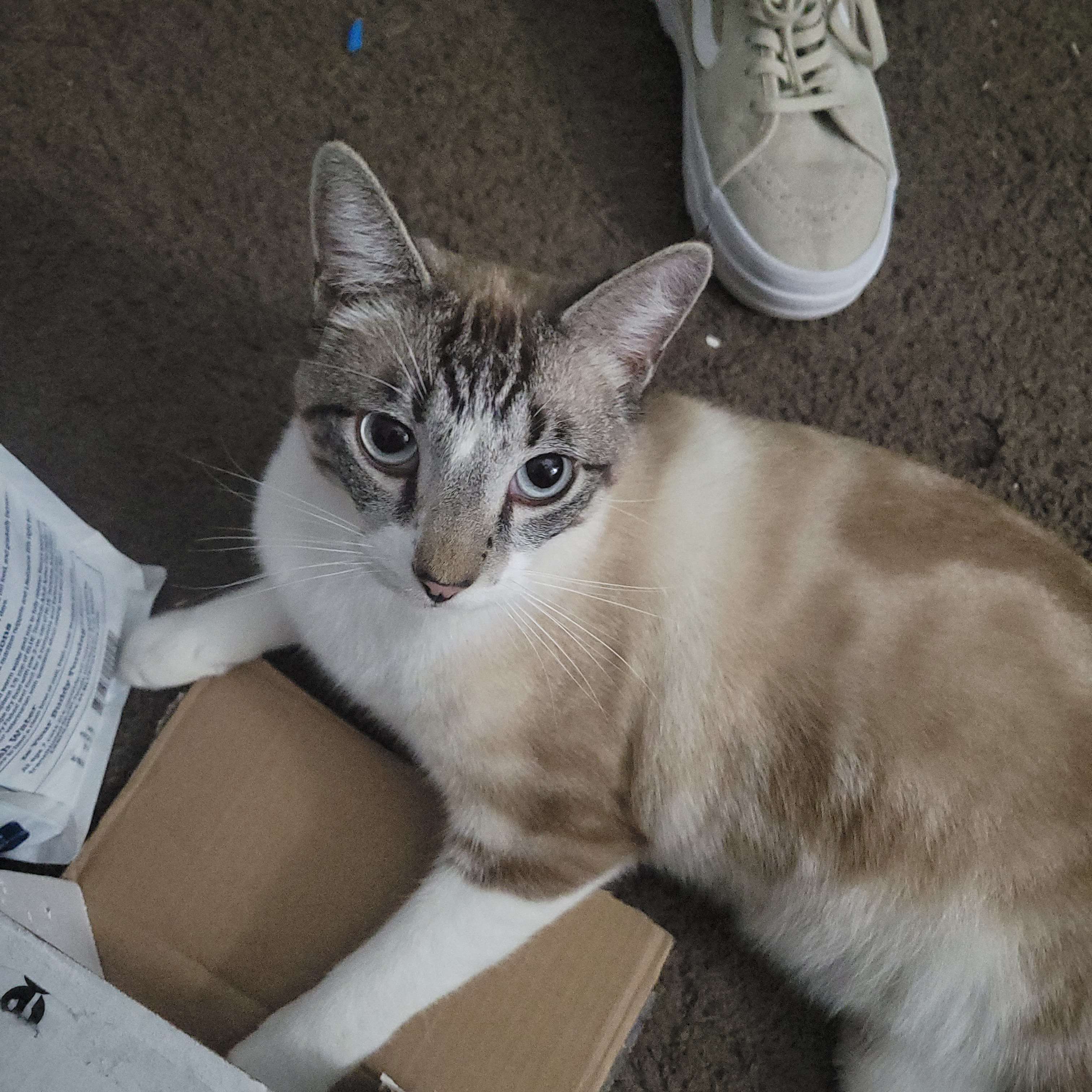 Pet