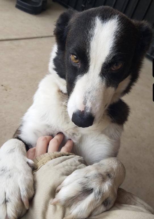Pet