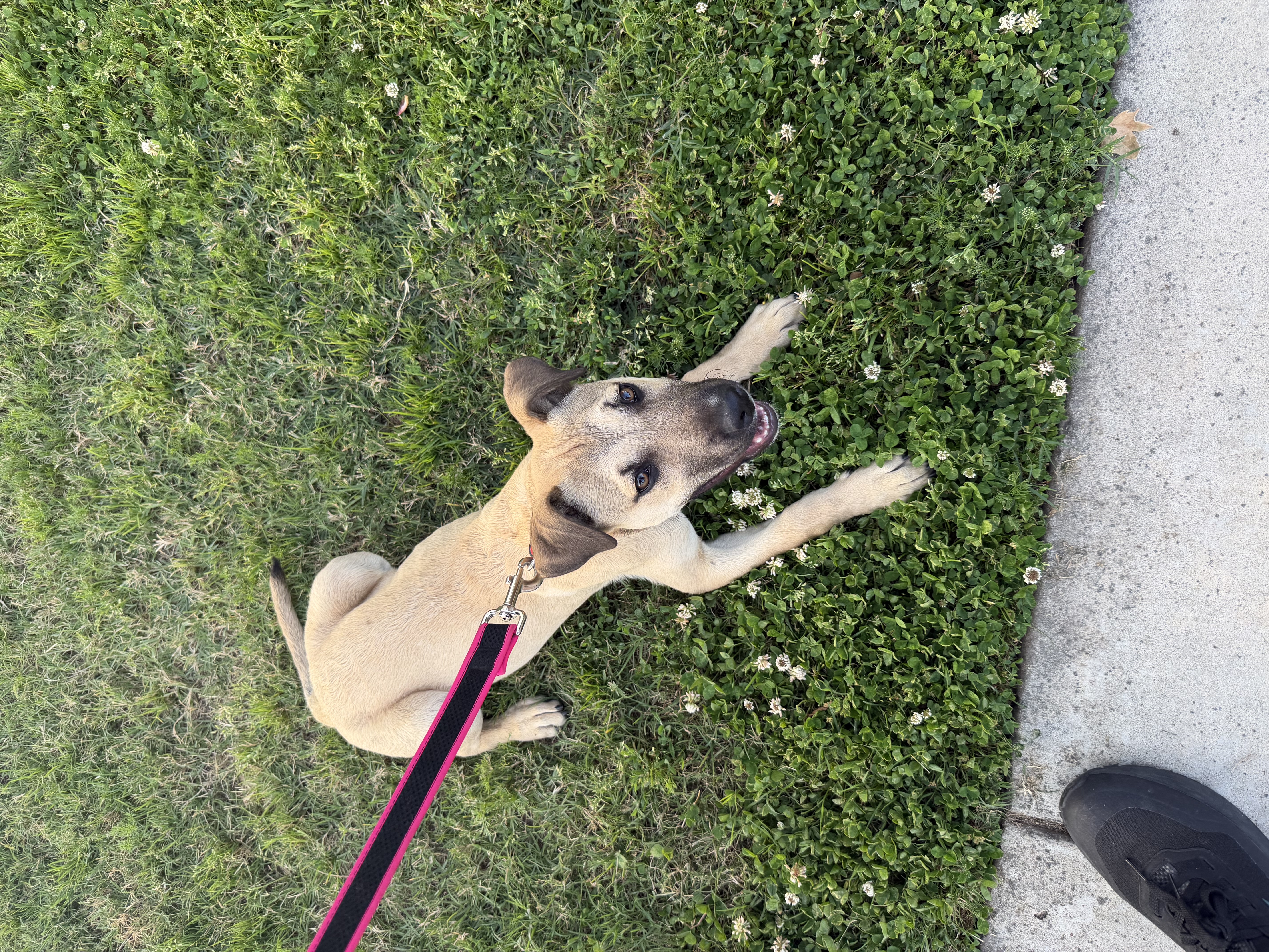Pet