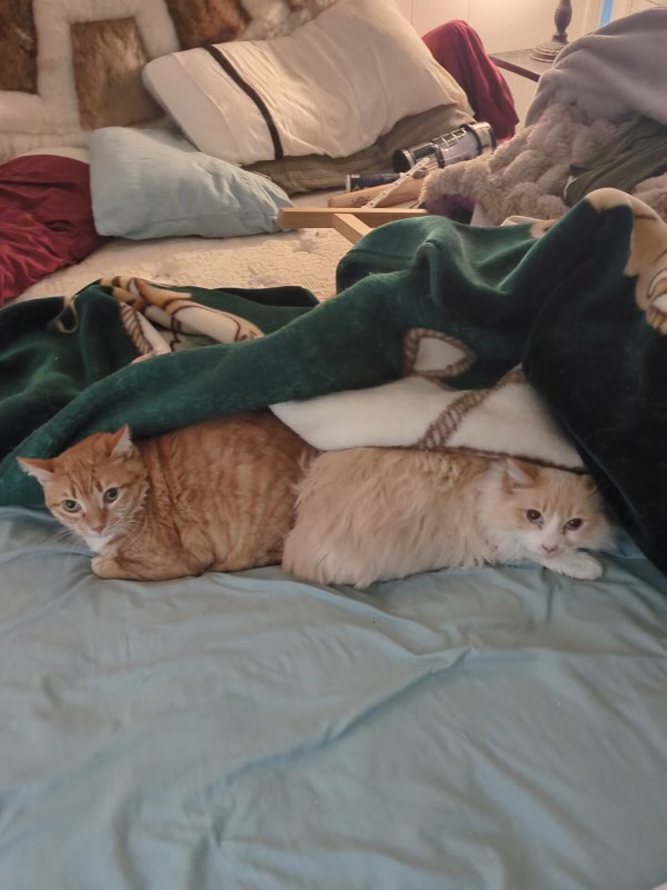 Pet