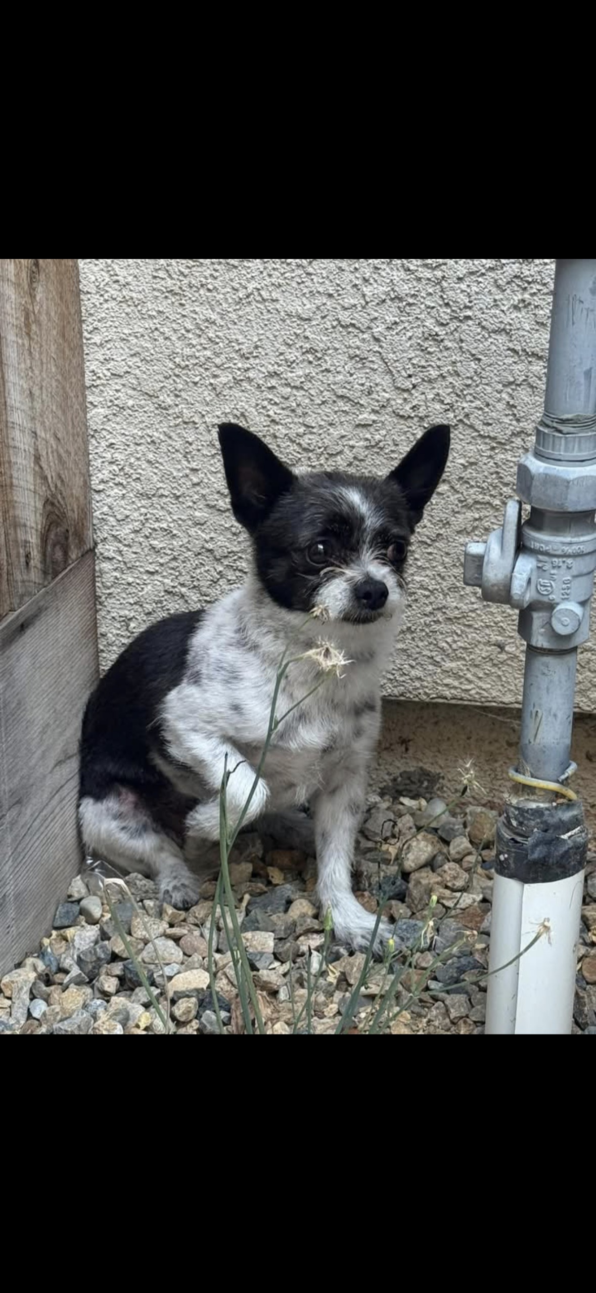 Pet