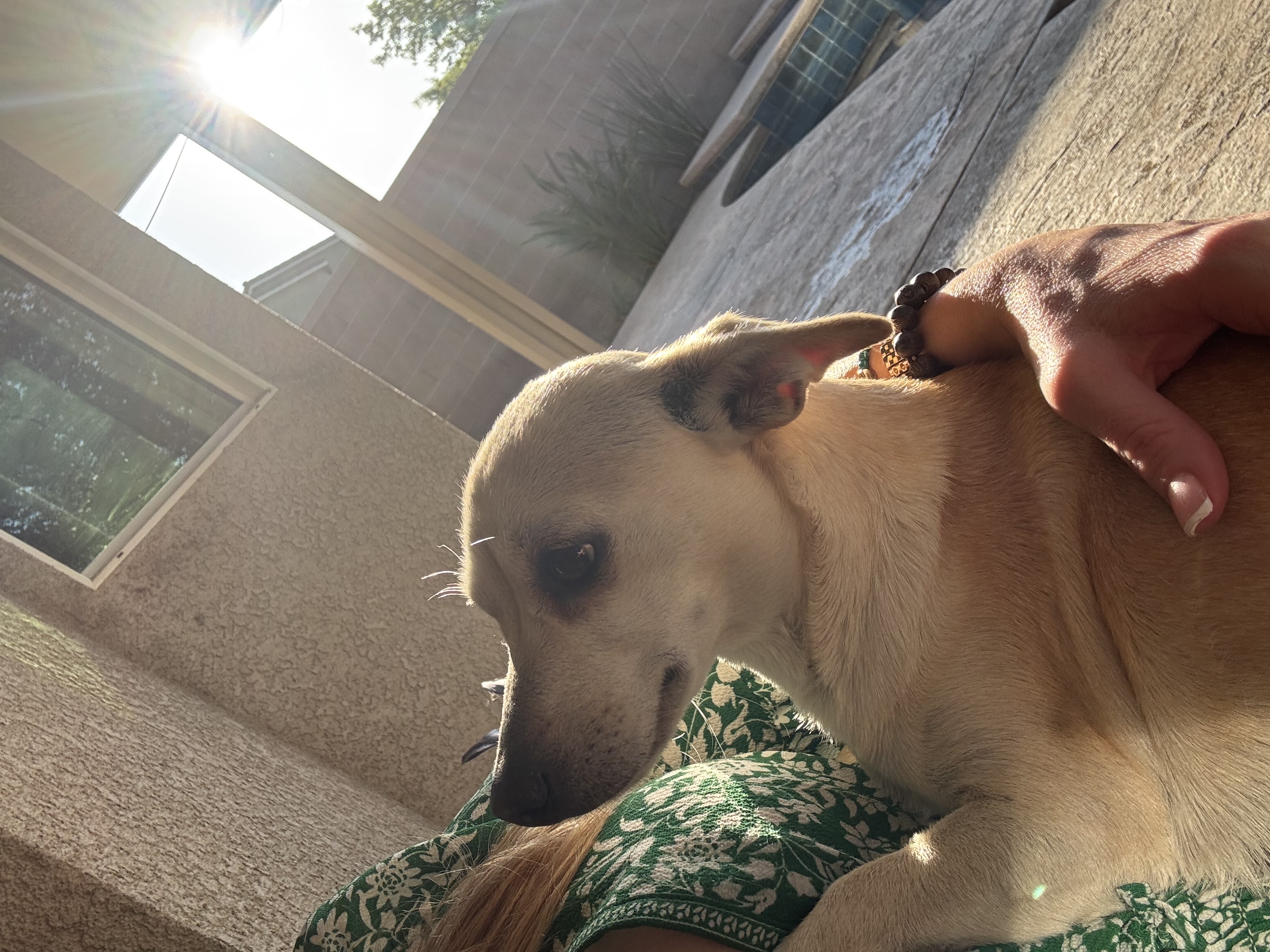Pet