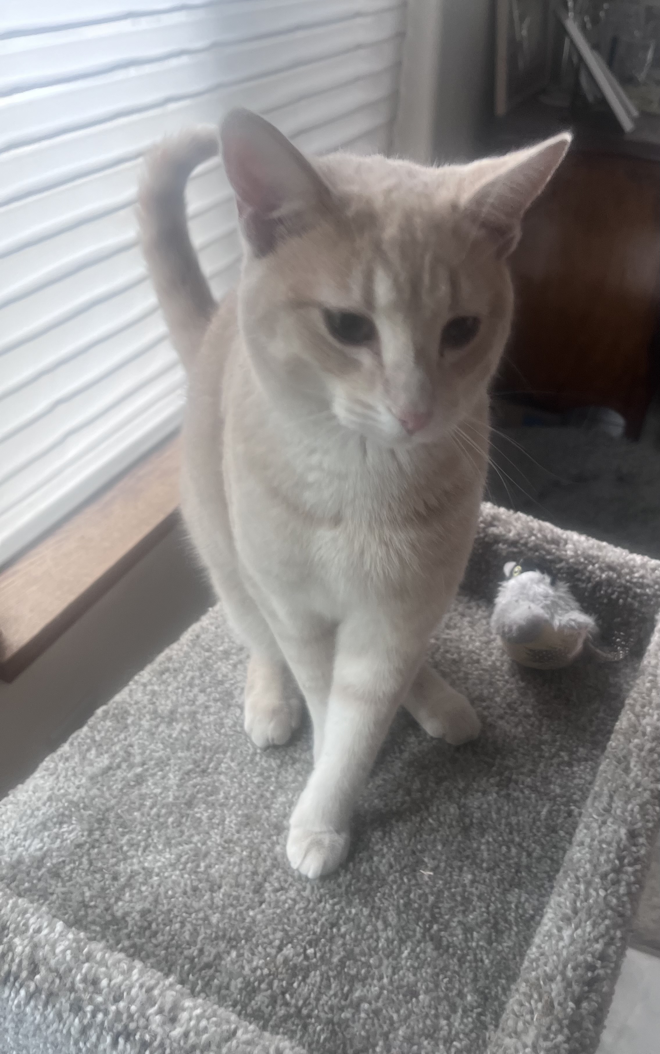 Pet