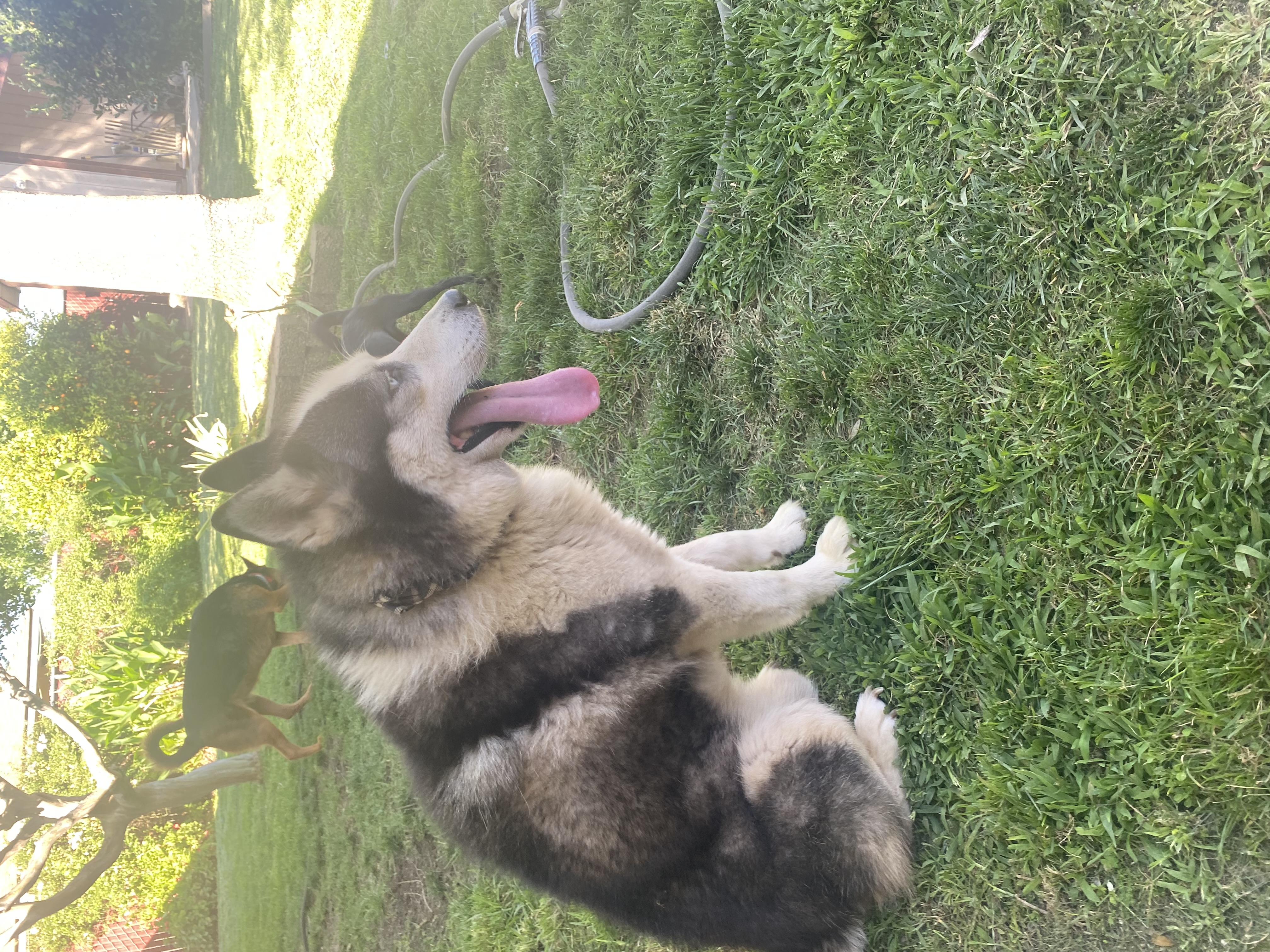 Pet