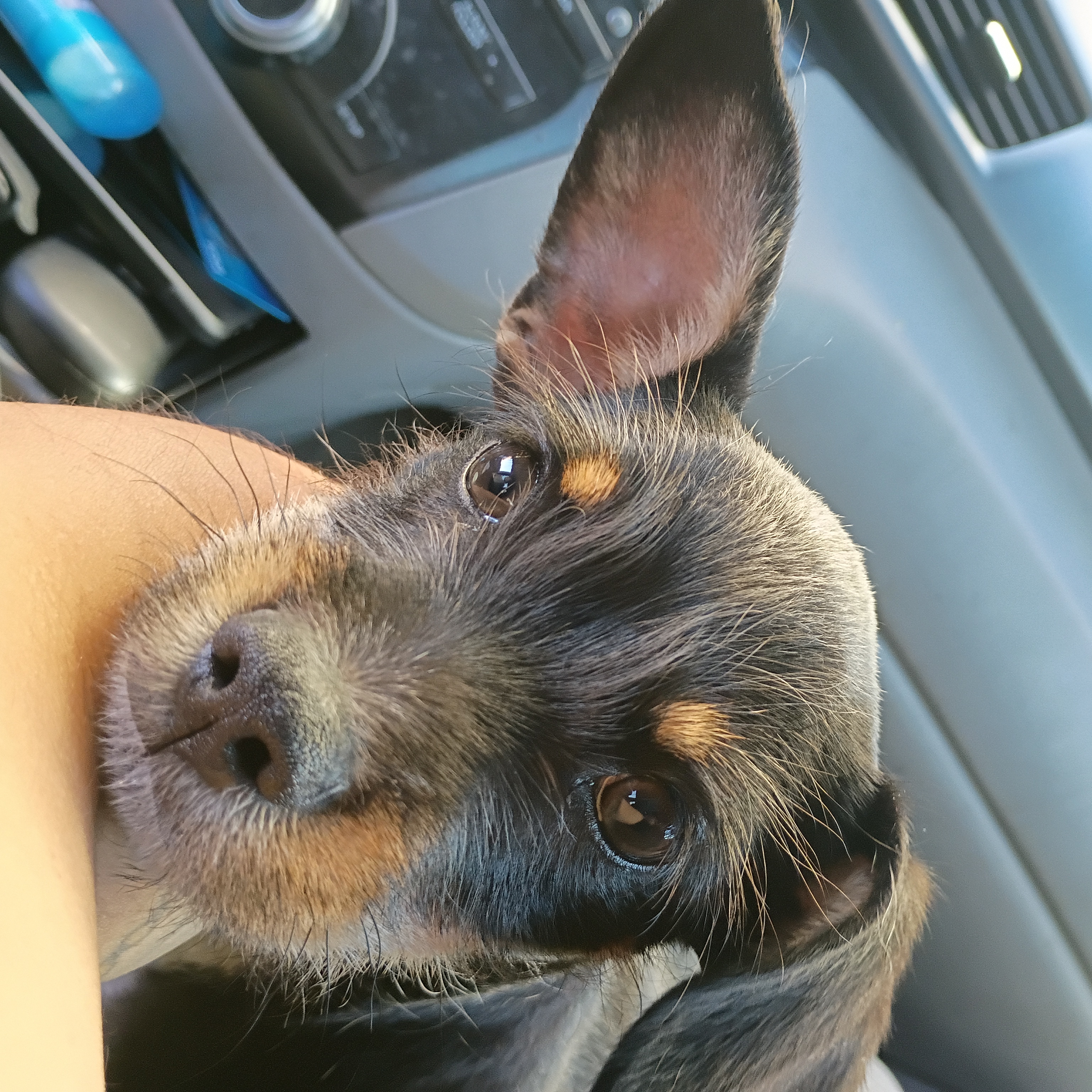 Pet