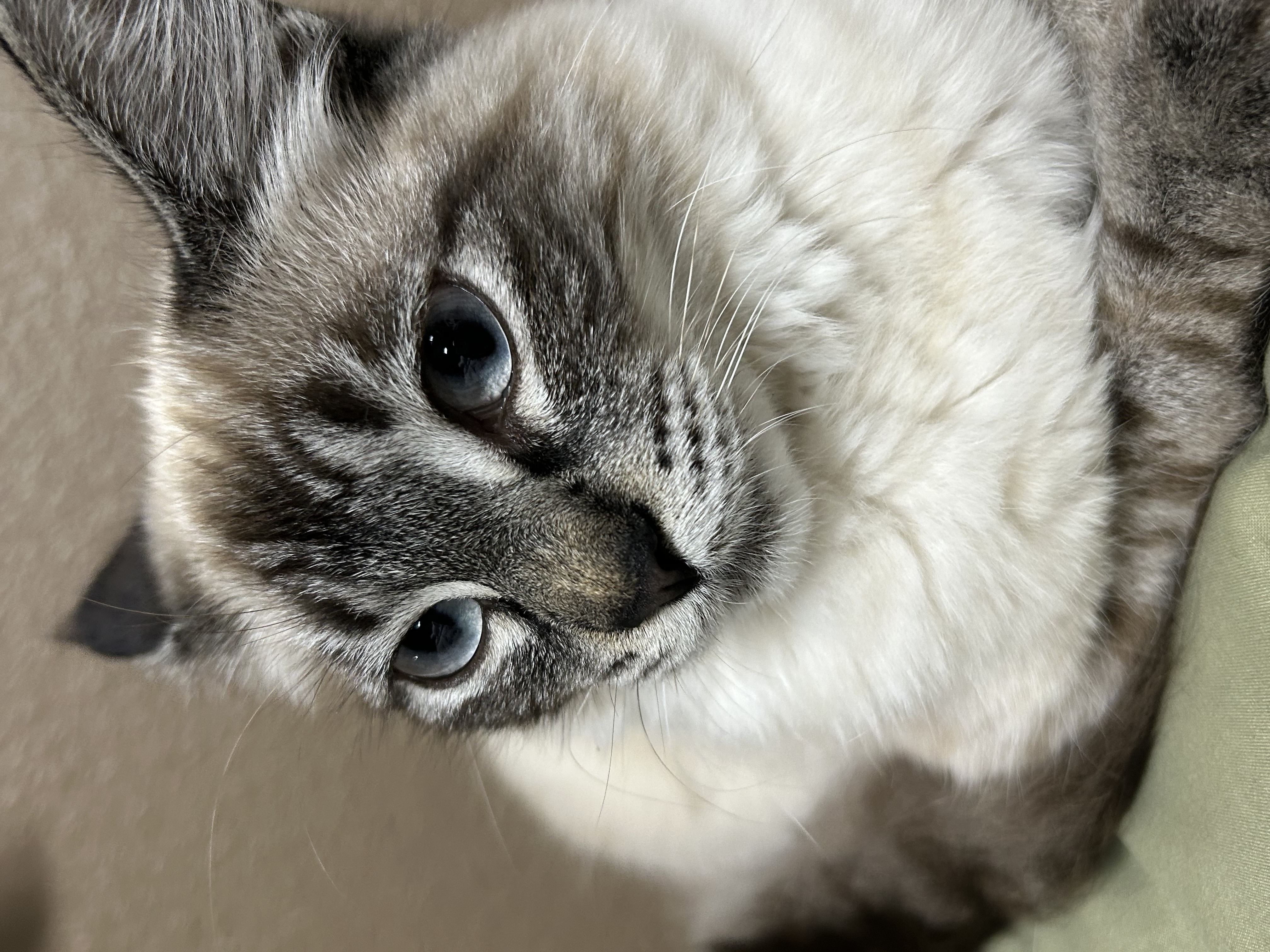 Pet