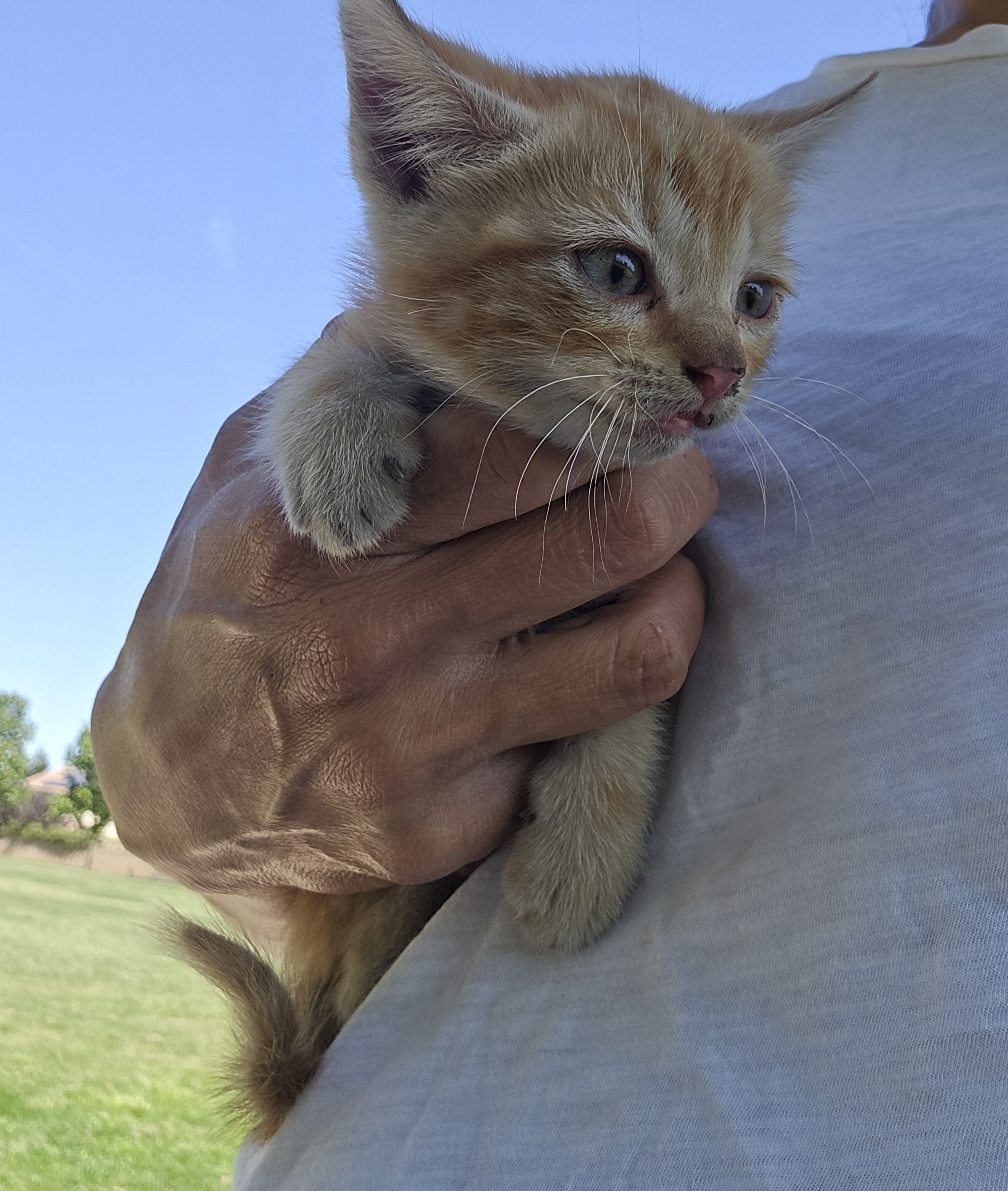 Pet