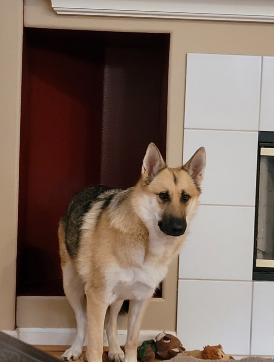 Pet