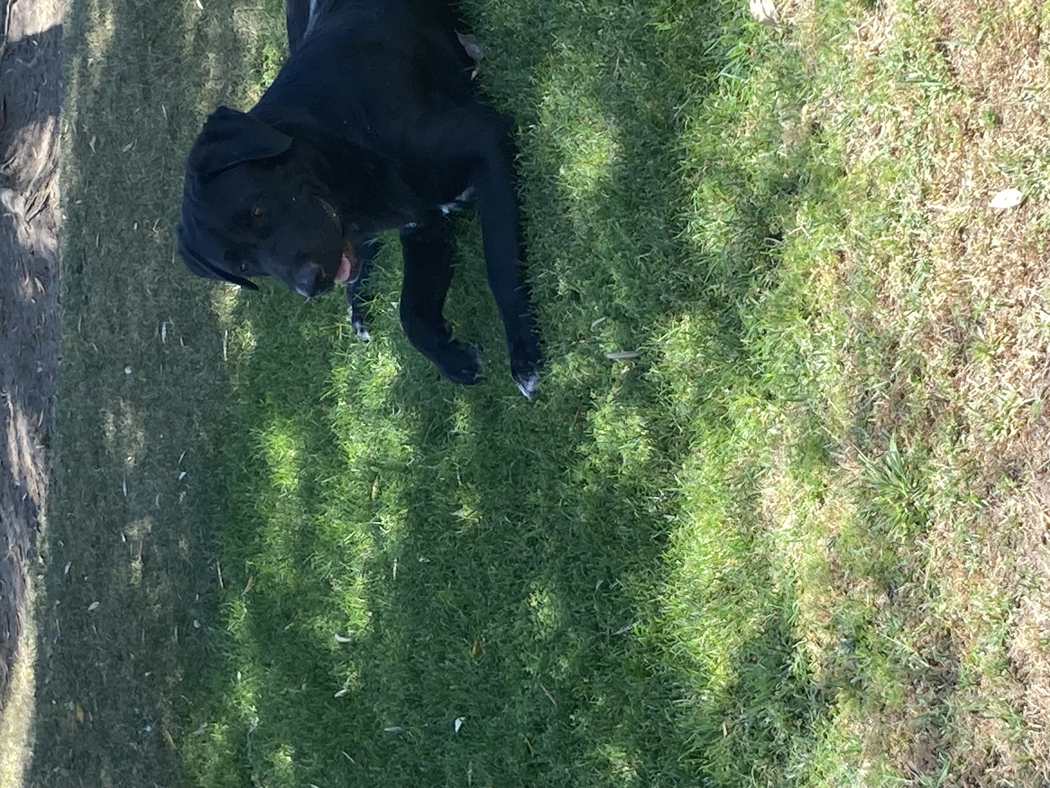 Pet