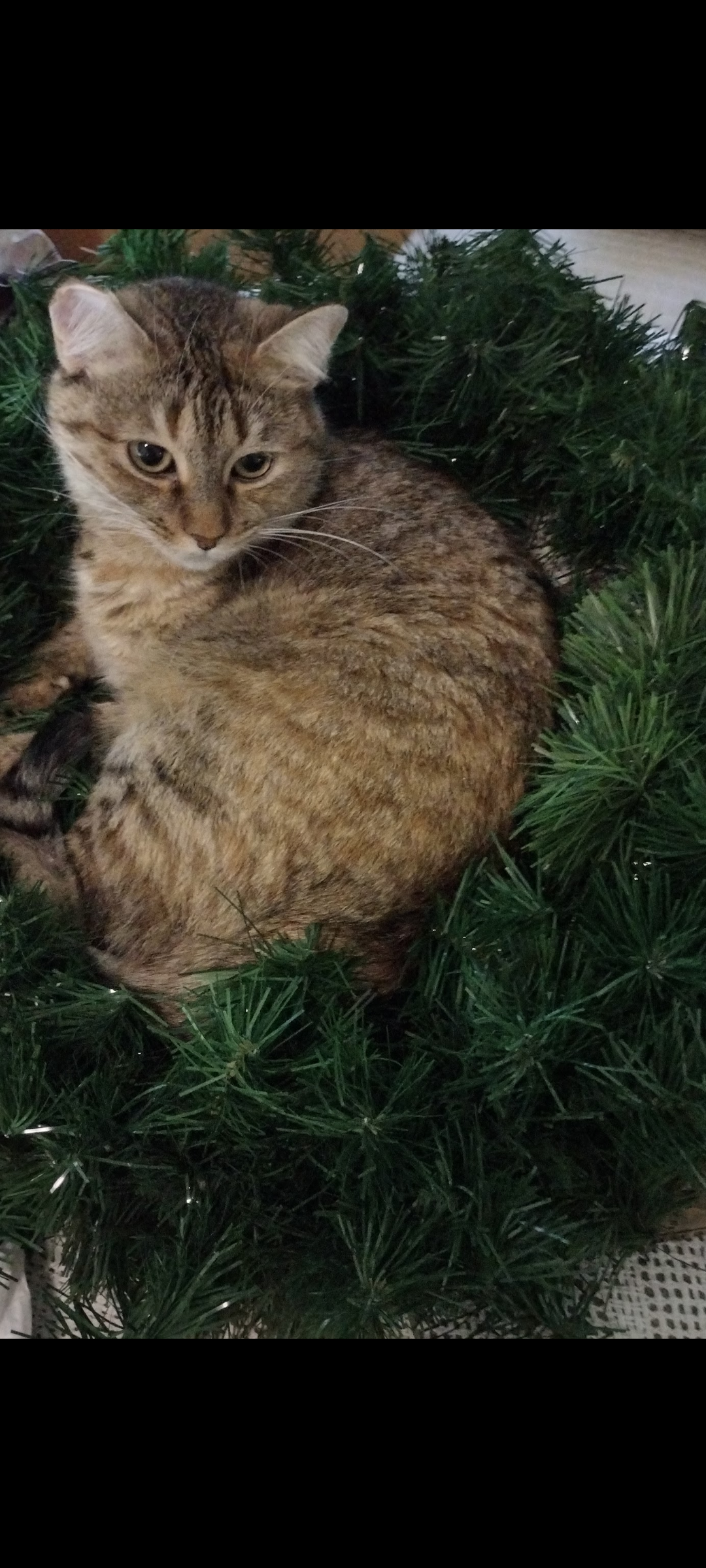Pet