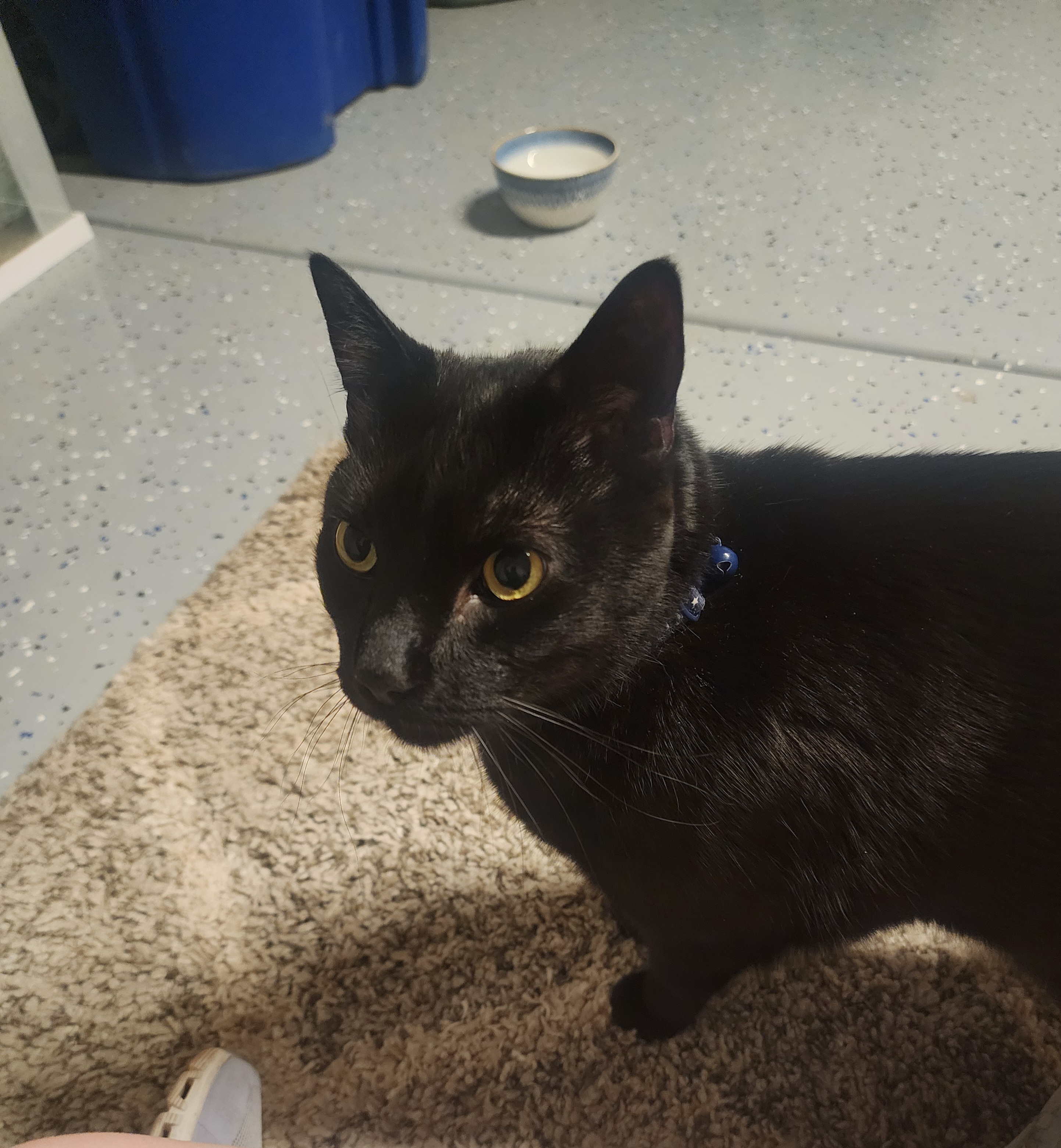 Pet