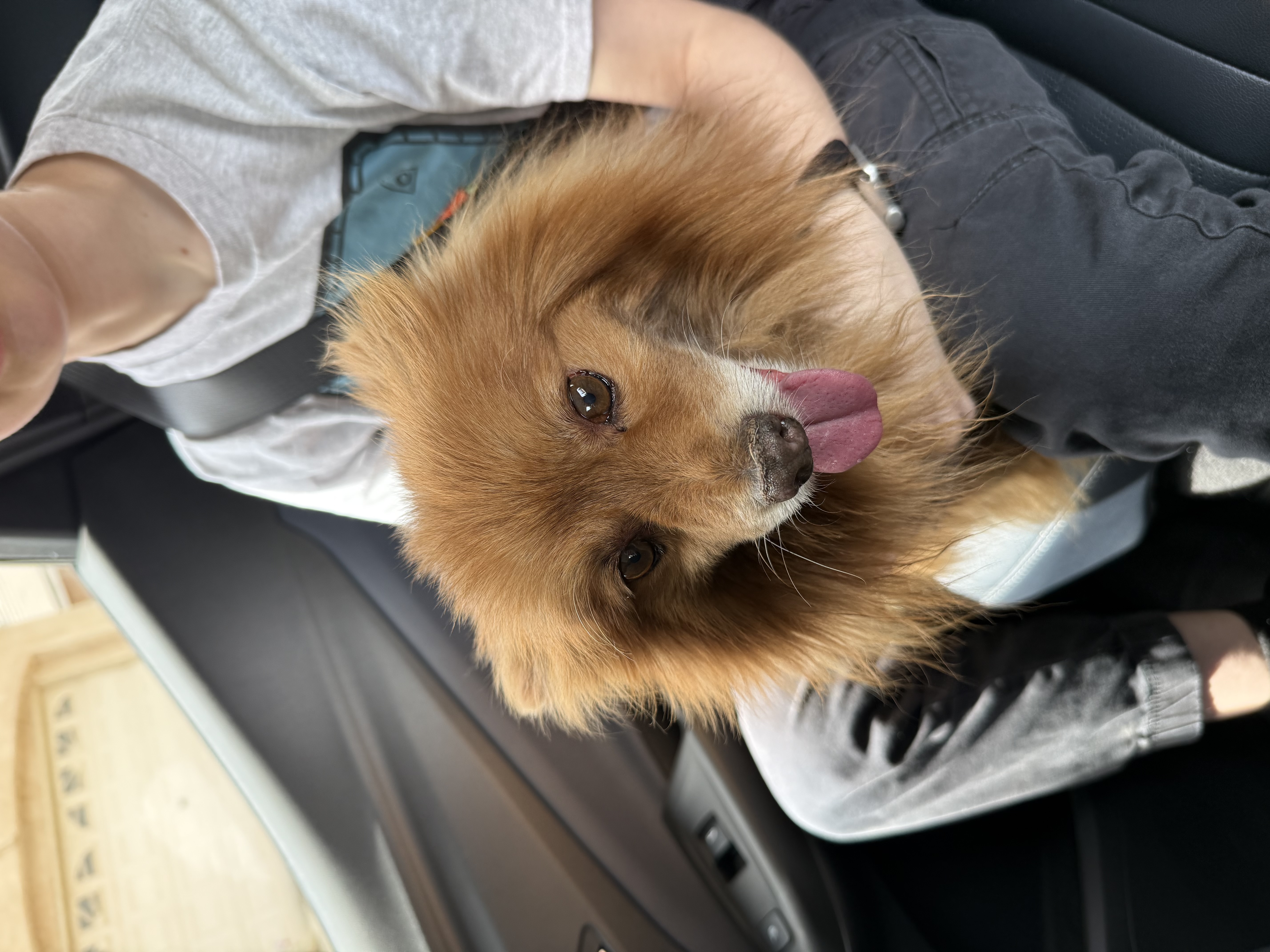 Pet