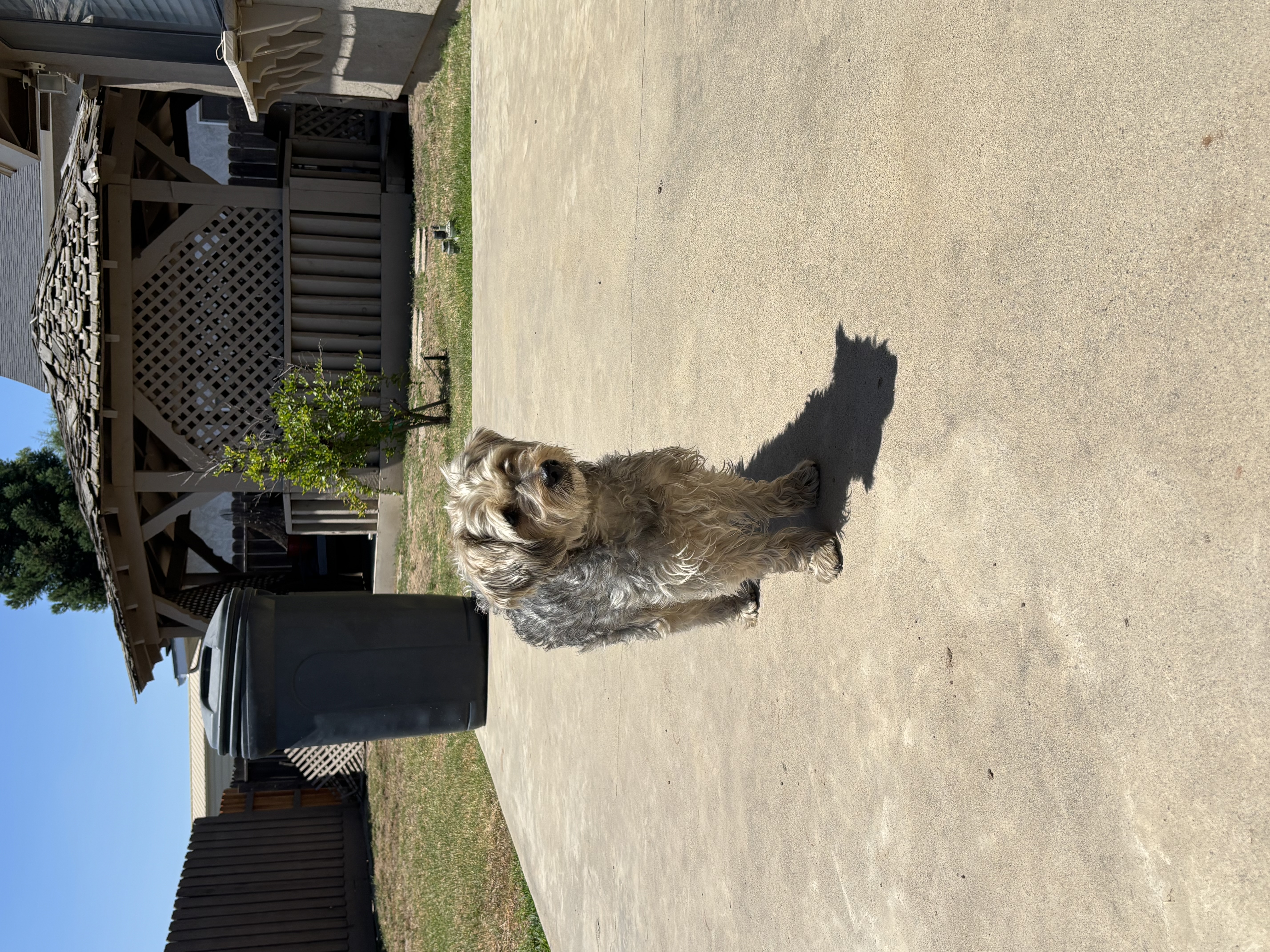 Pet