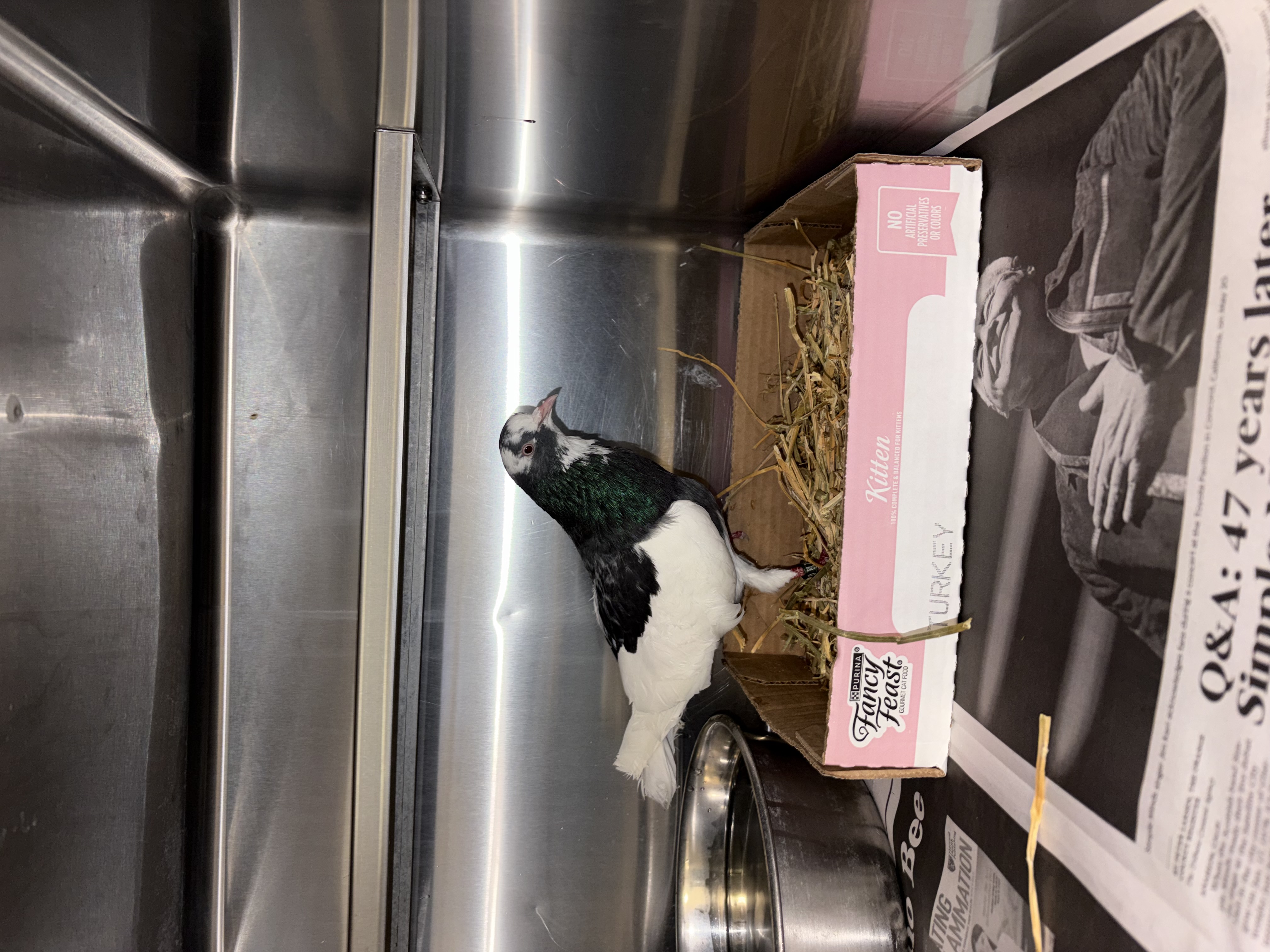 Pet