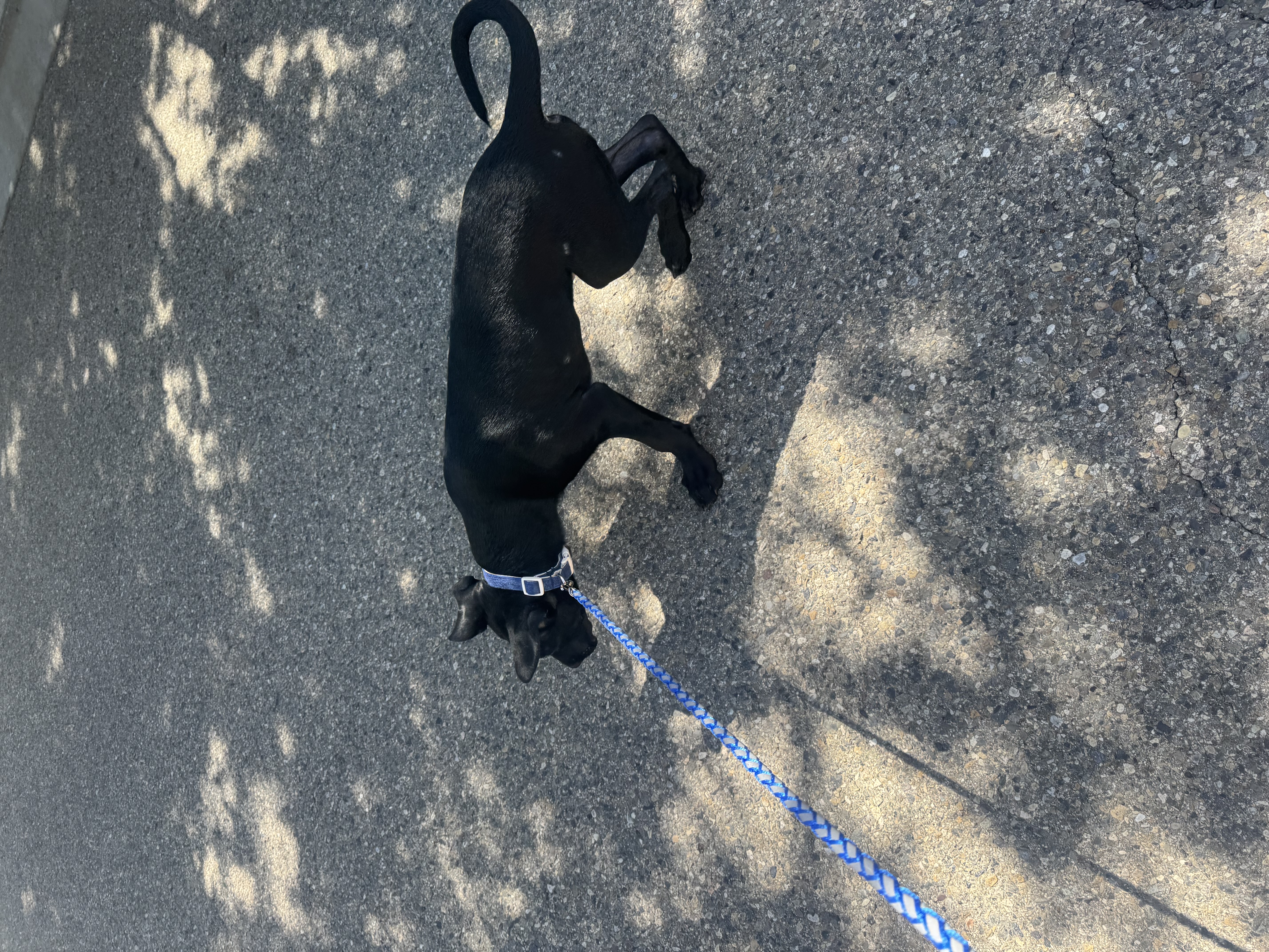 Pet