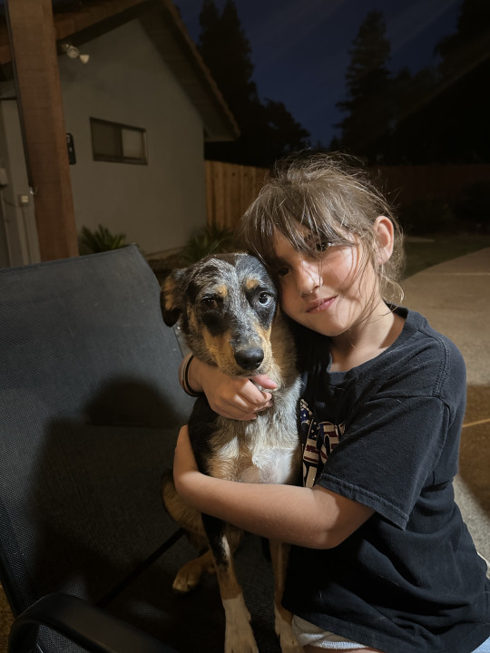 Pet