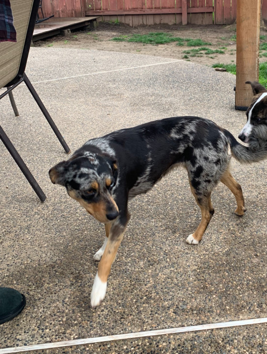 Pet