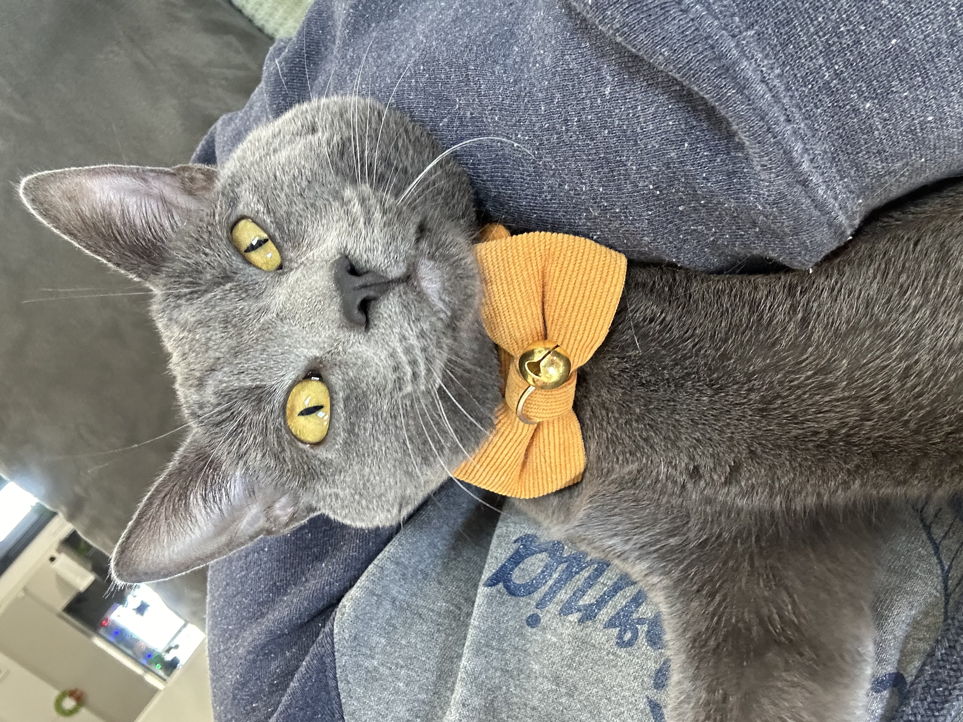 Pet
