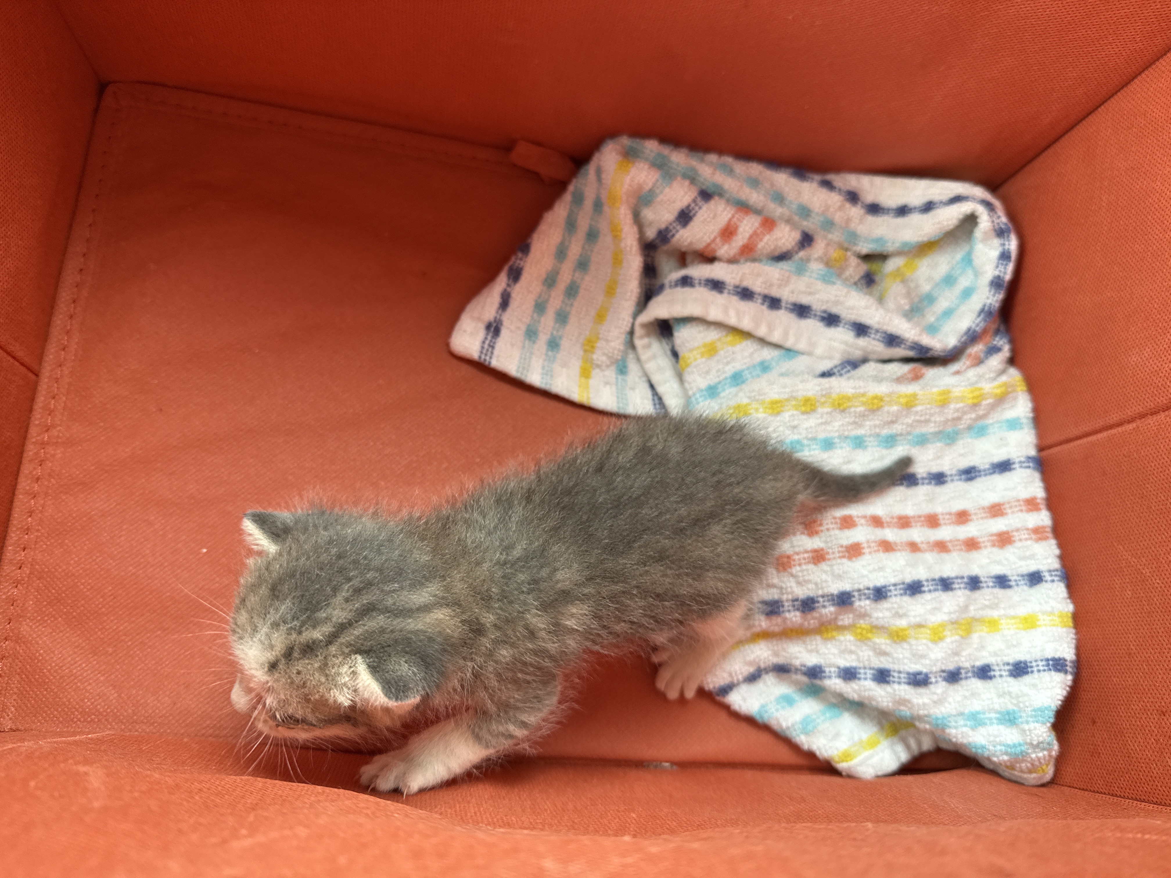 Pet