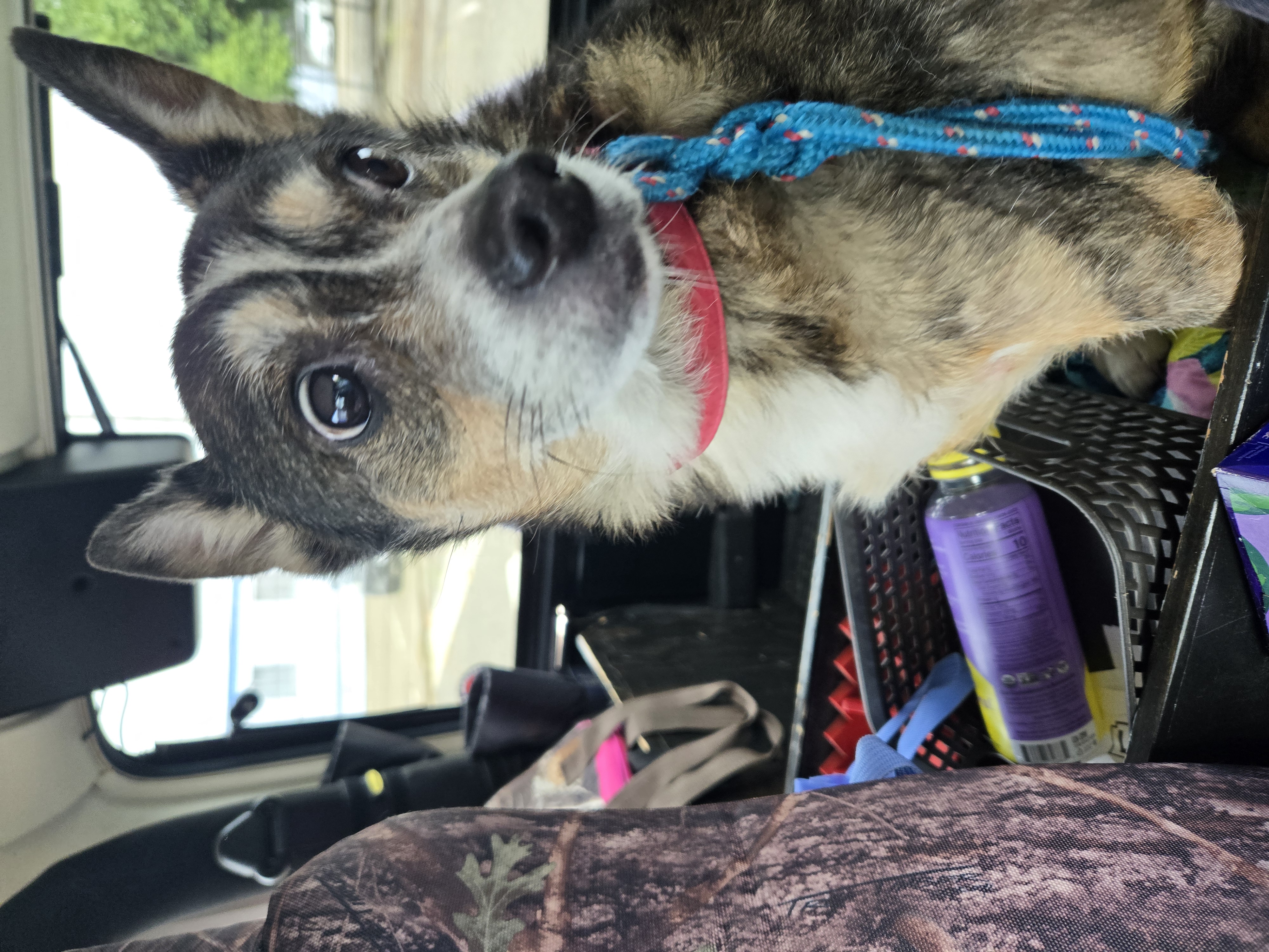 Pet