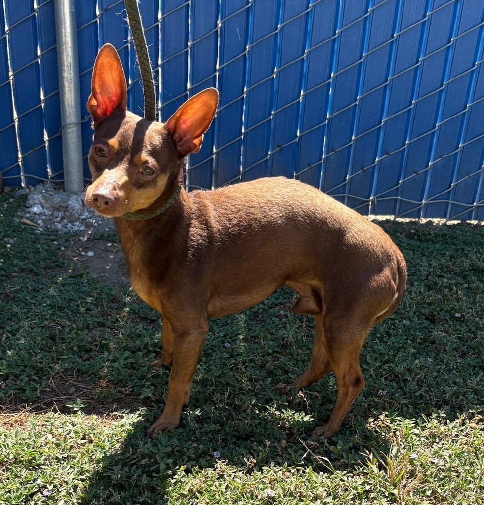 Pet