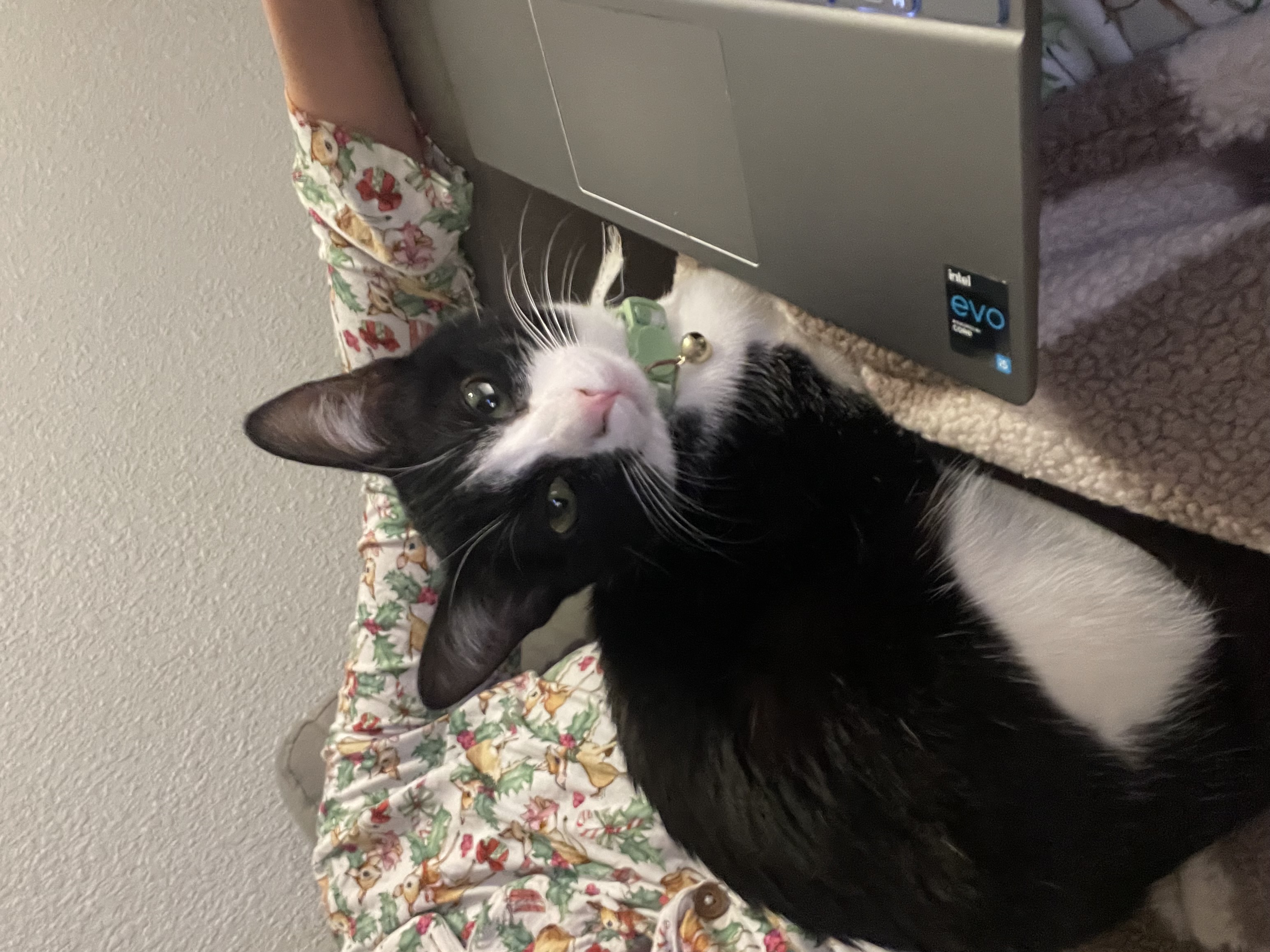 Pet