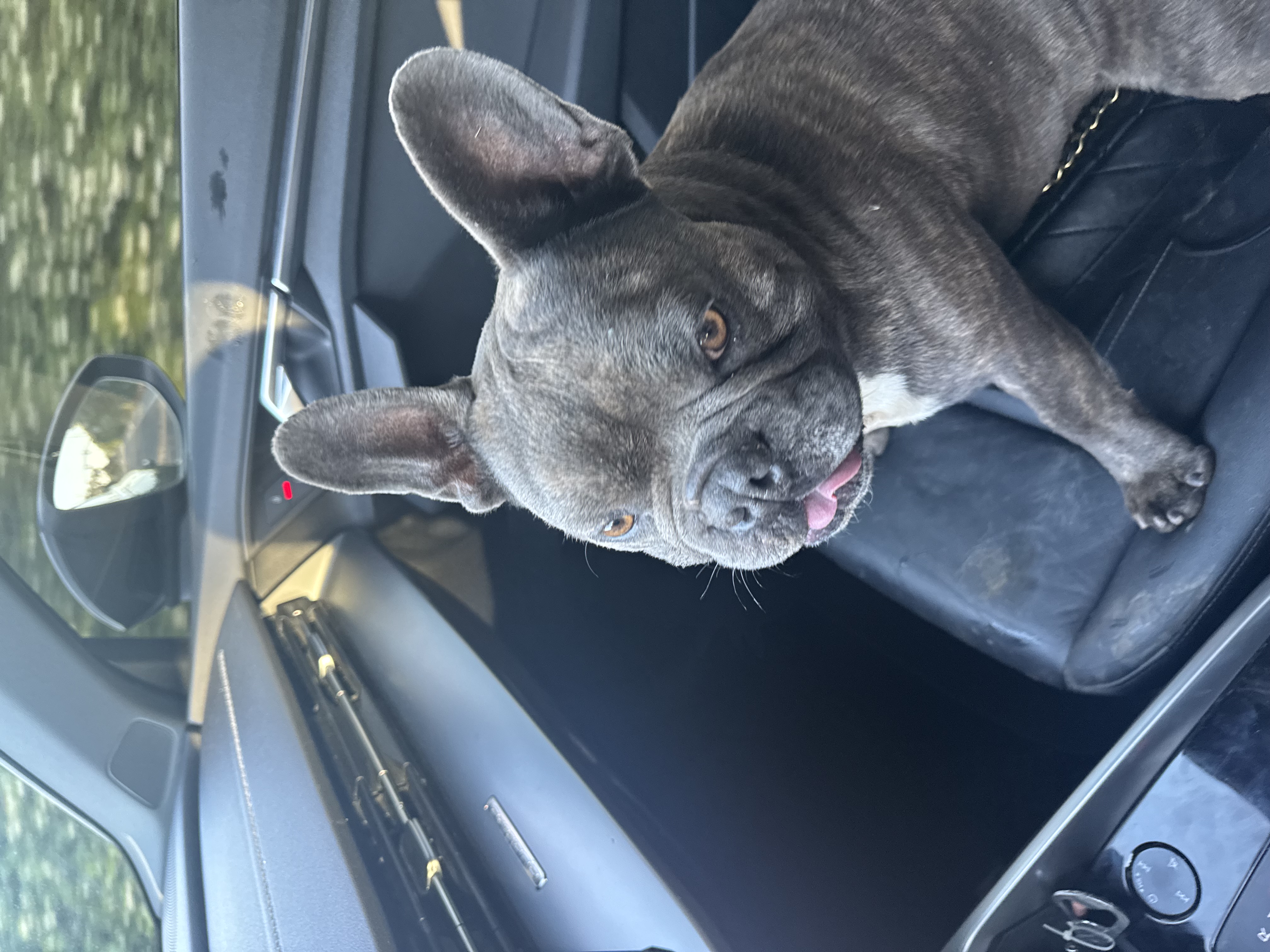 Pet