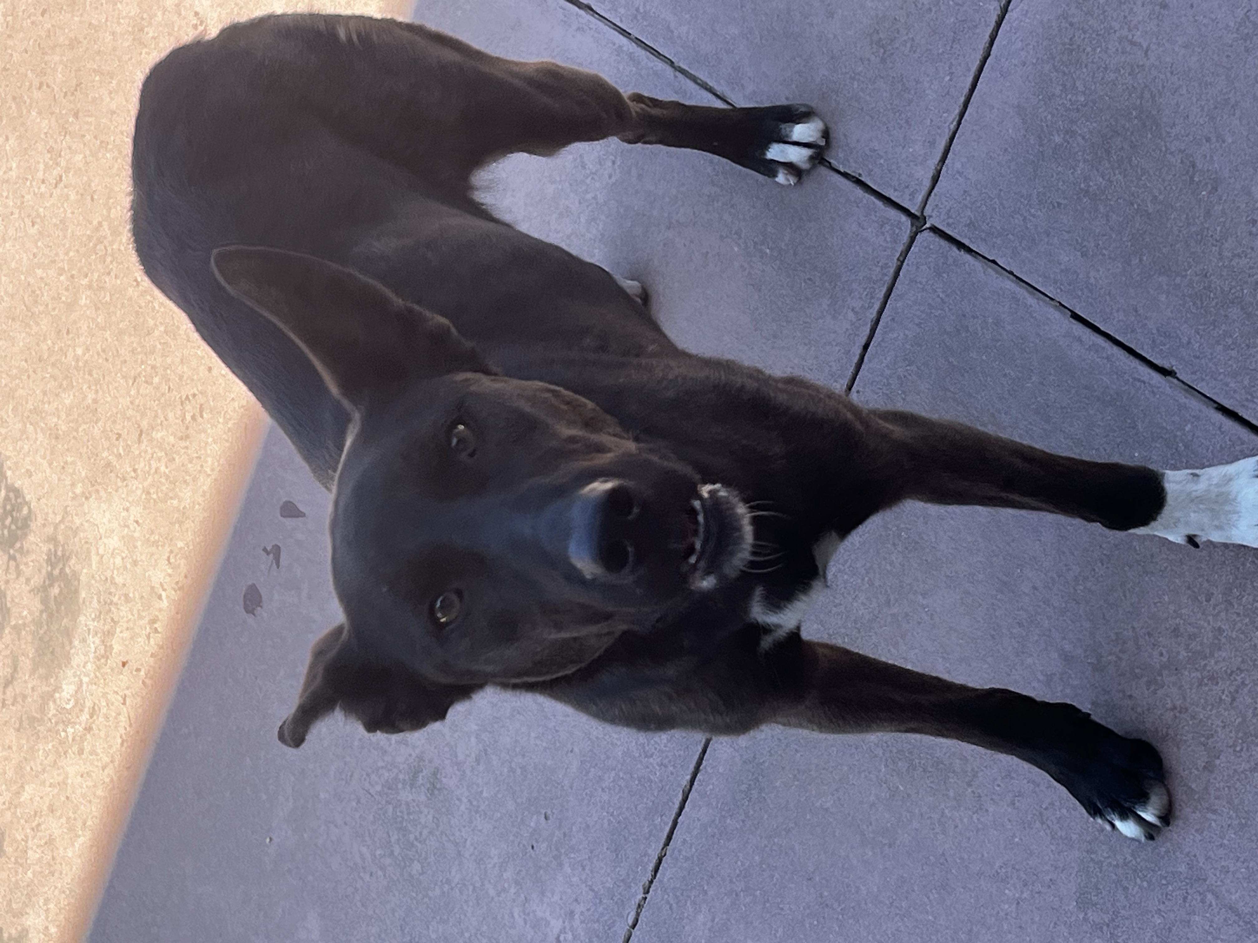 Pet