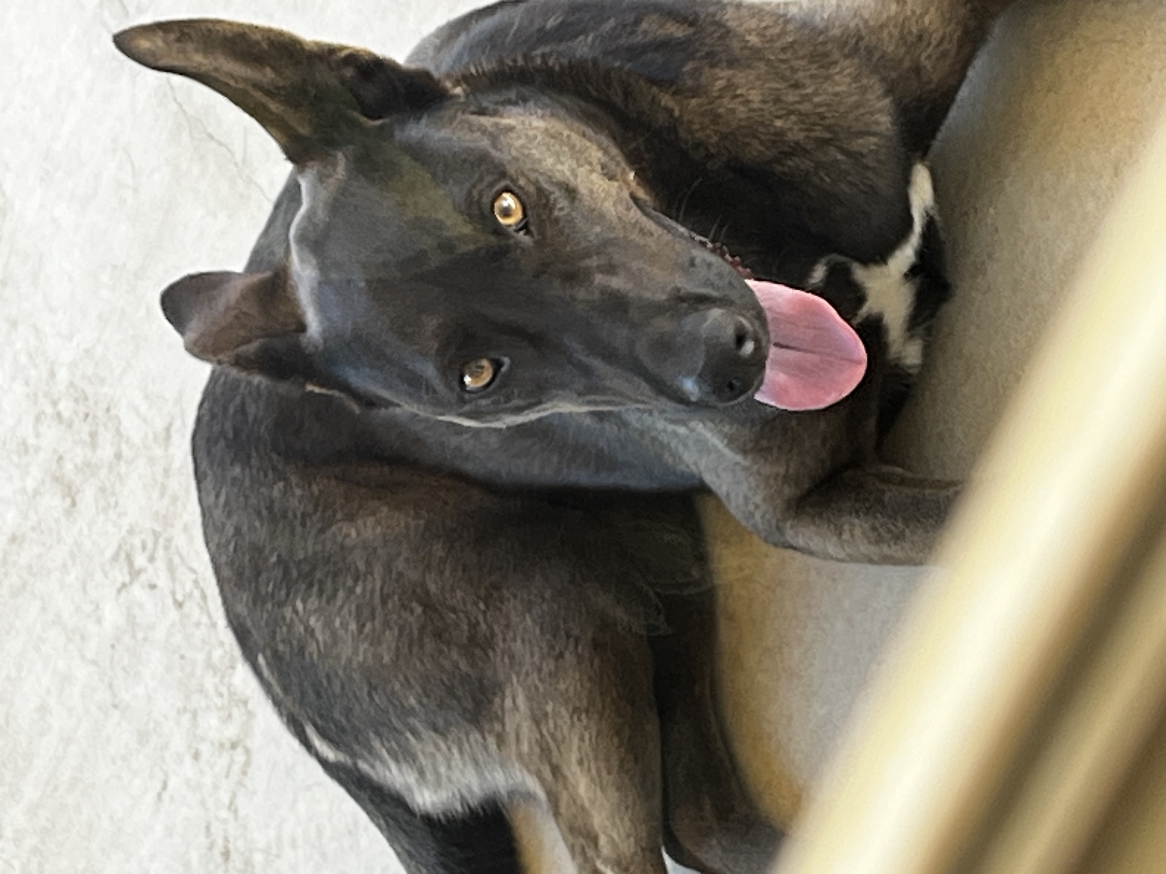 Pet