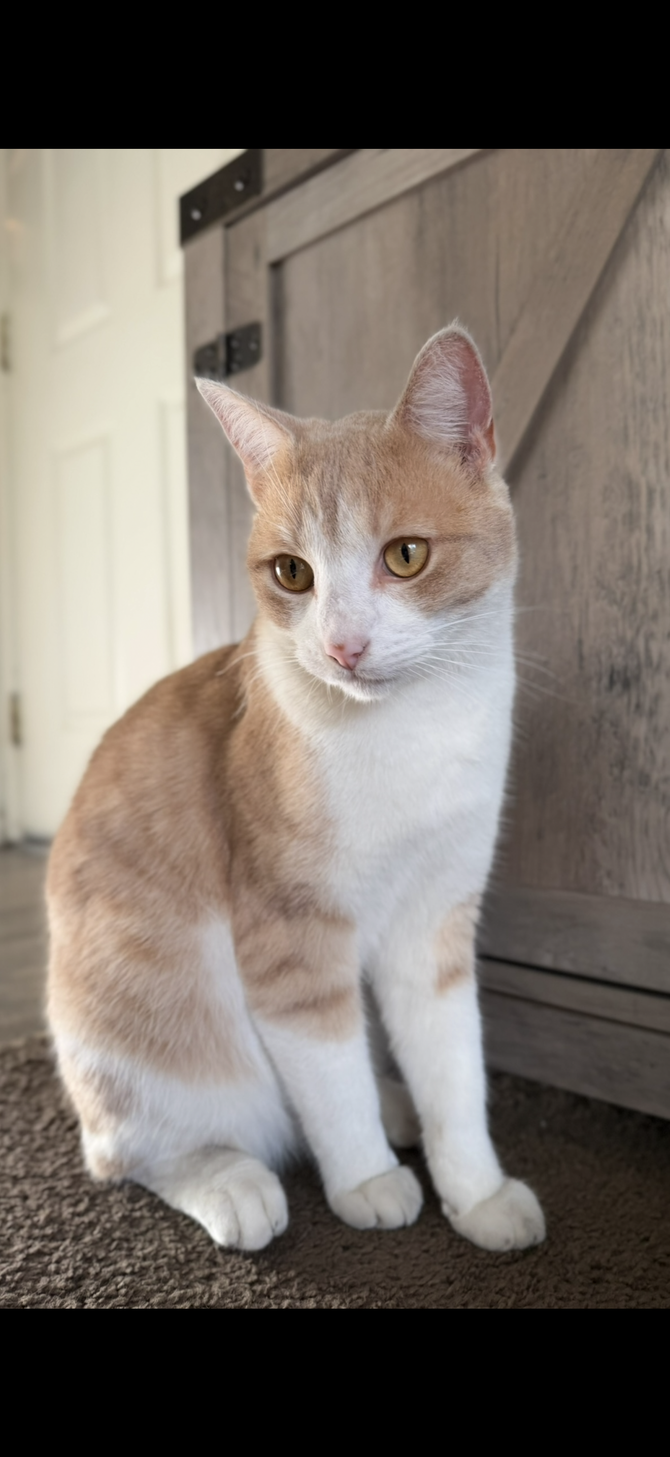 Pet