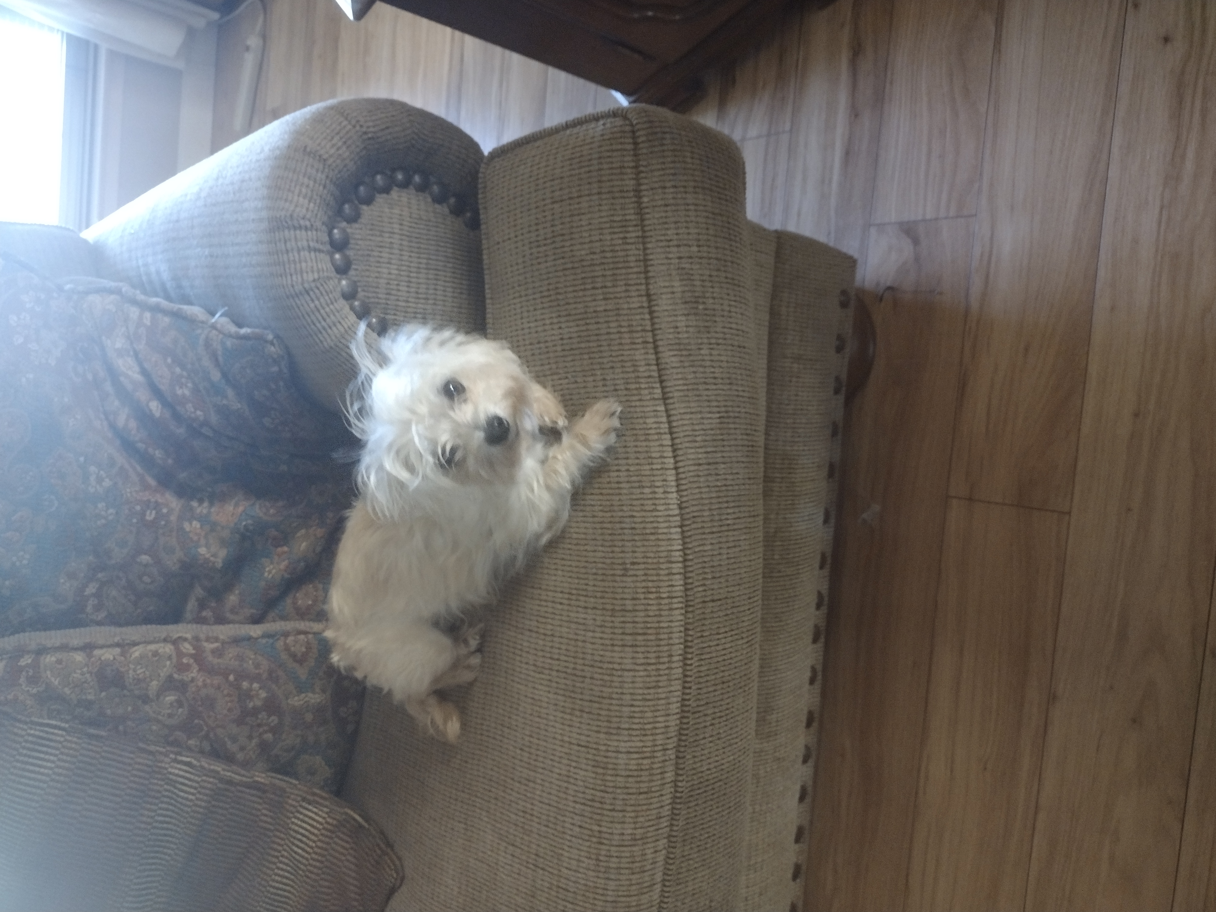 Pet
