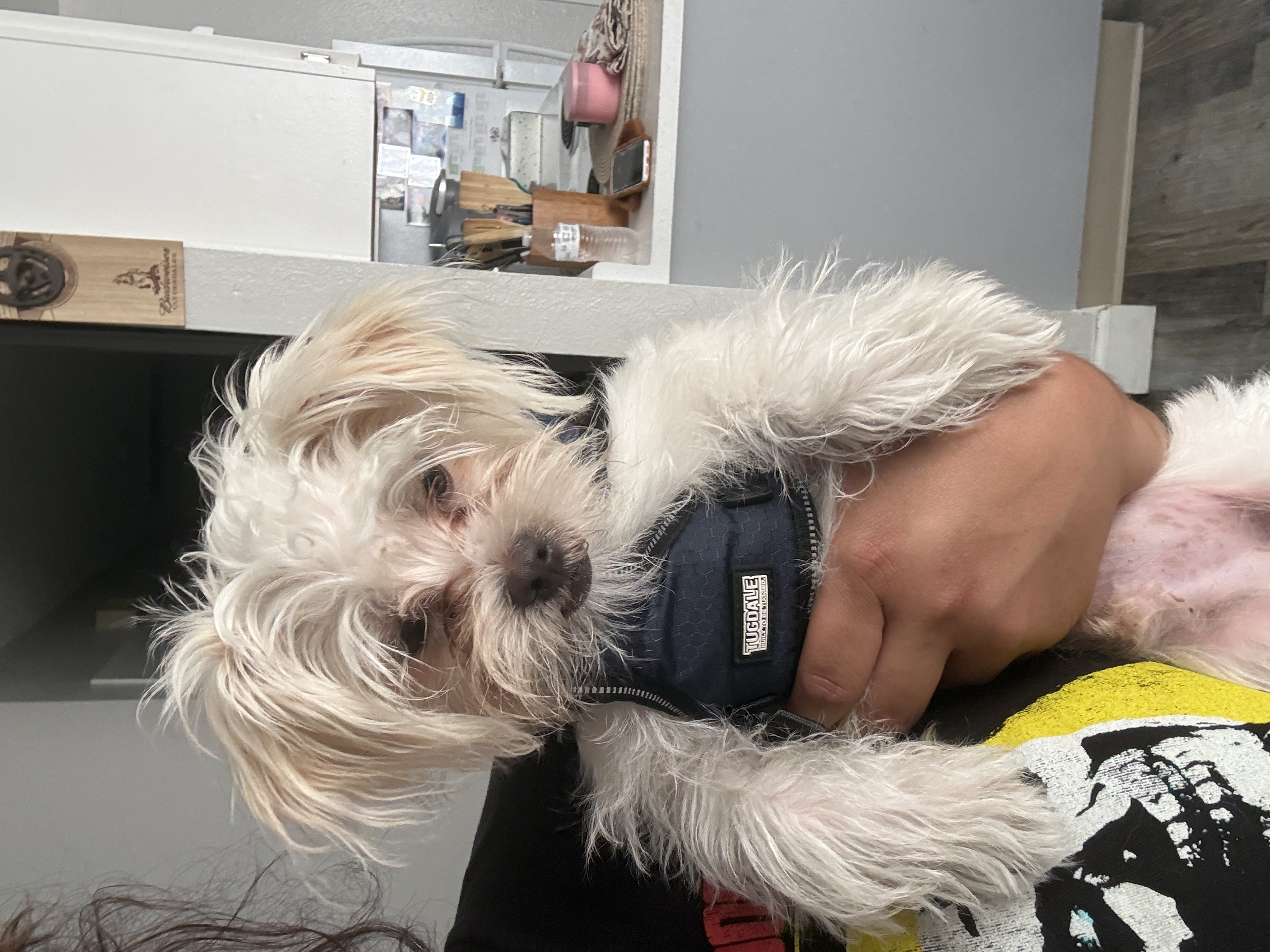 Pet