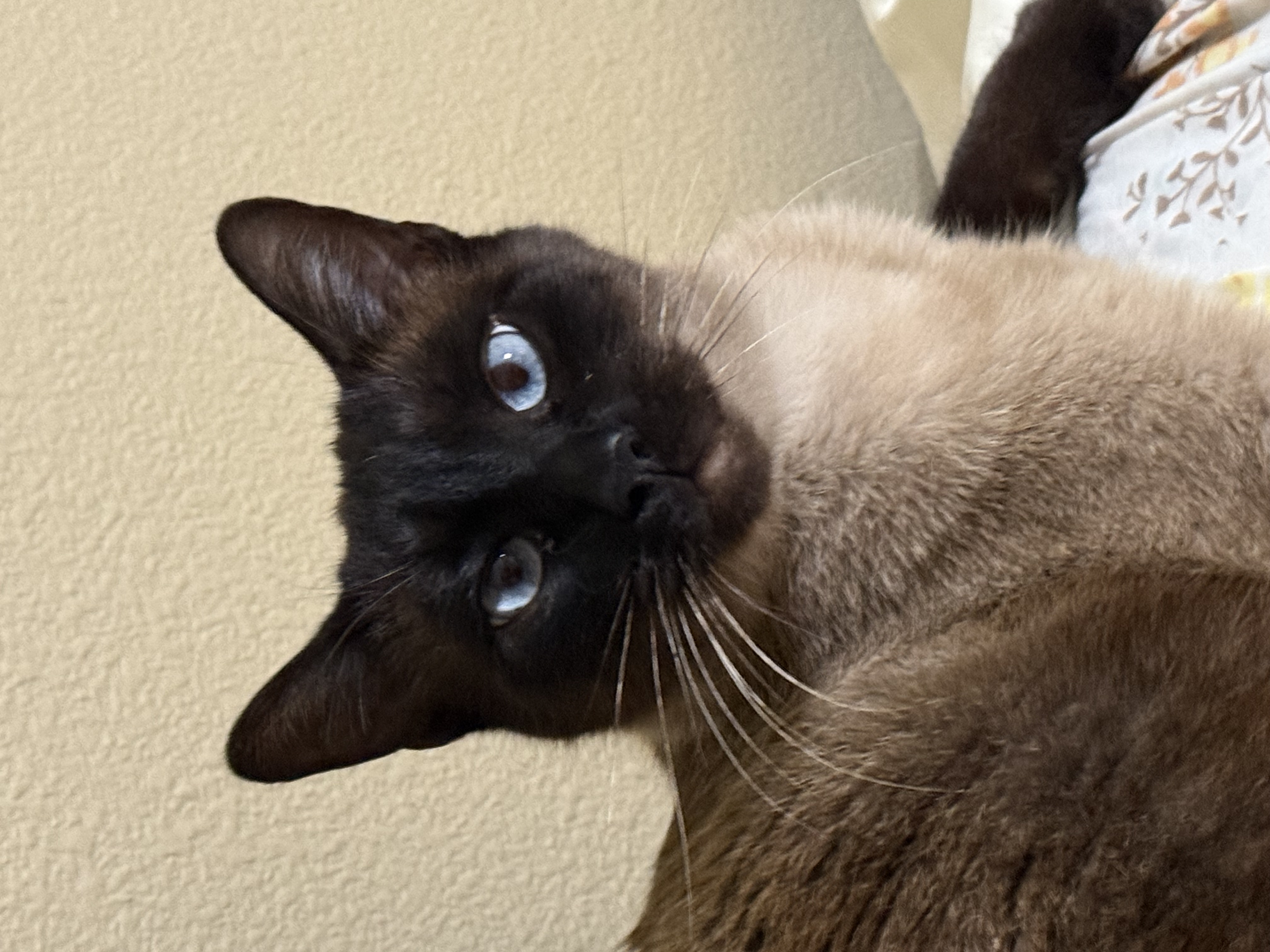 Pet