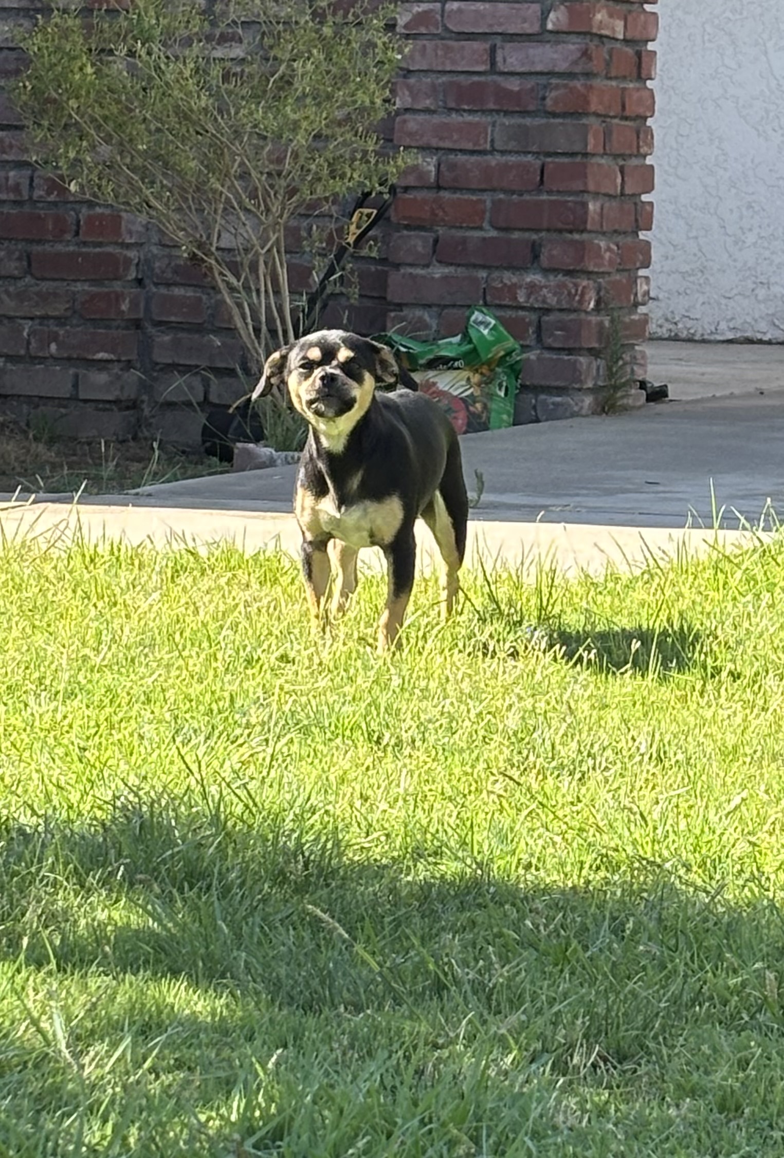Pet