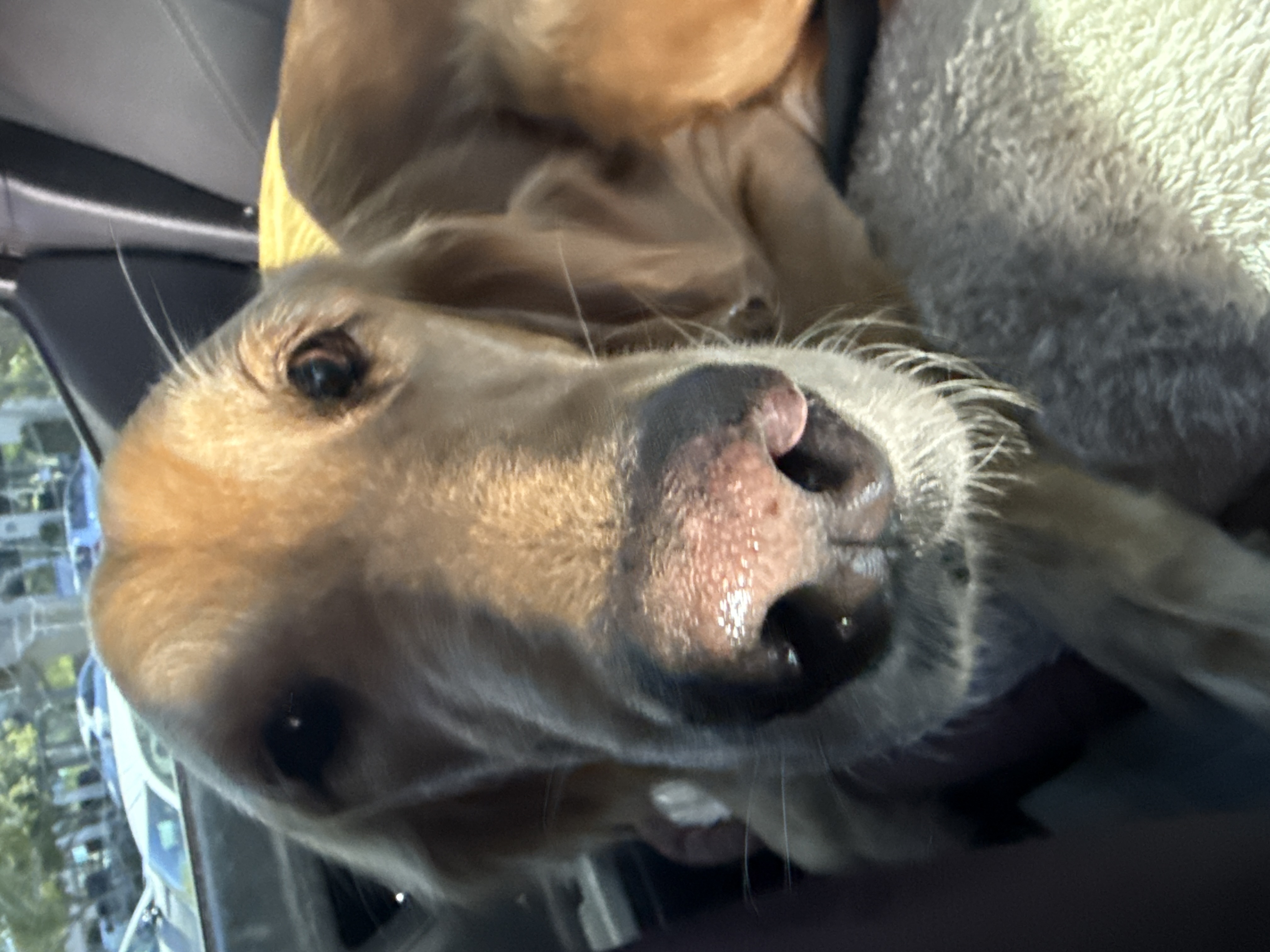 Pet