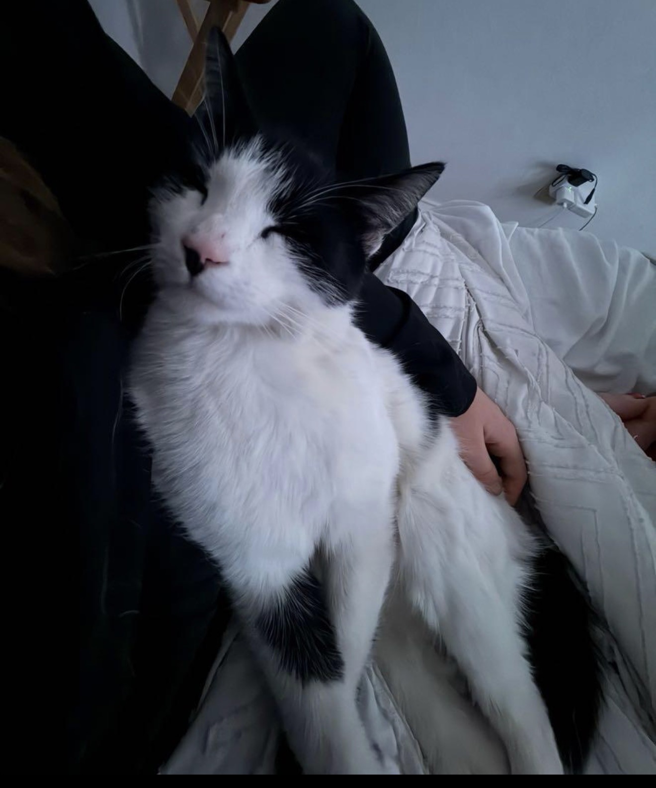 Pet
