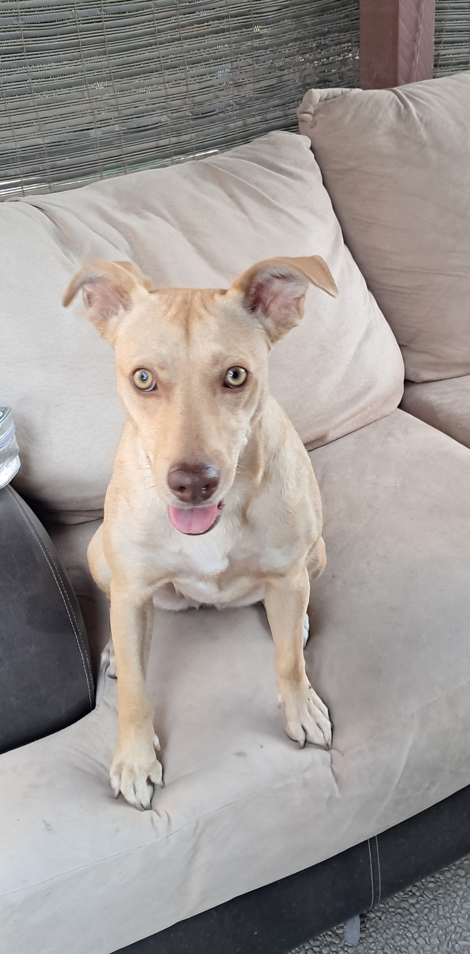 Pet
