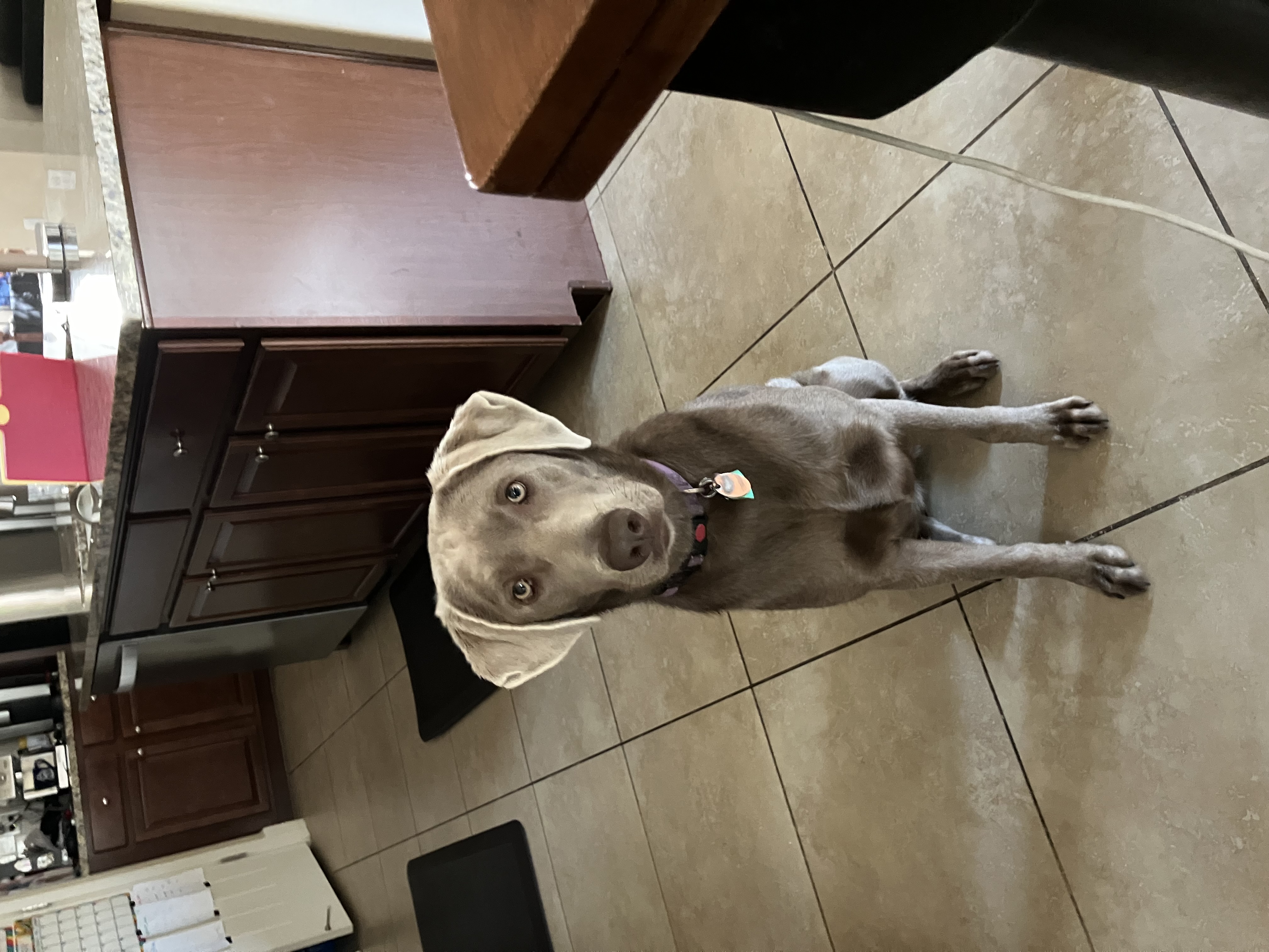 Pet