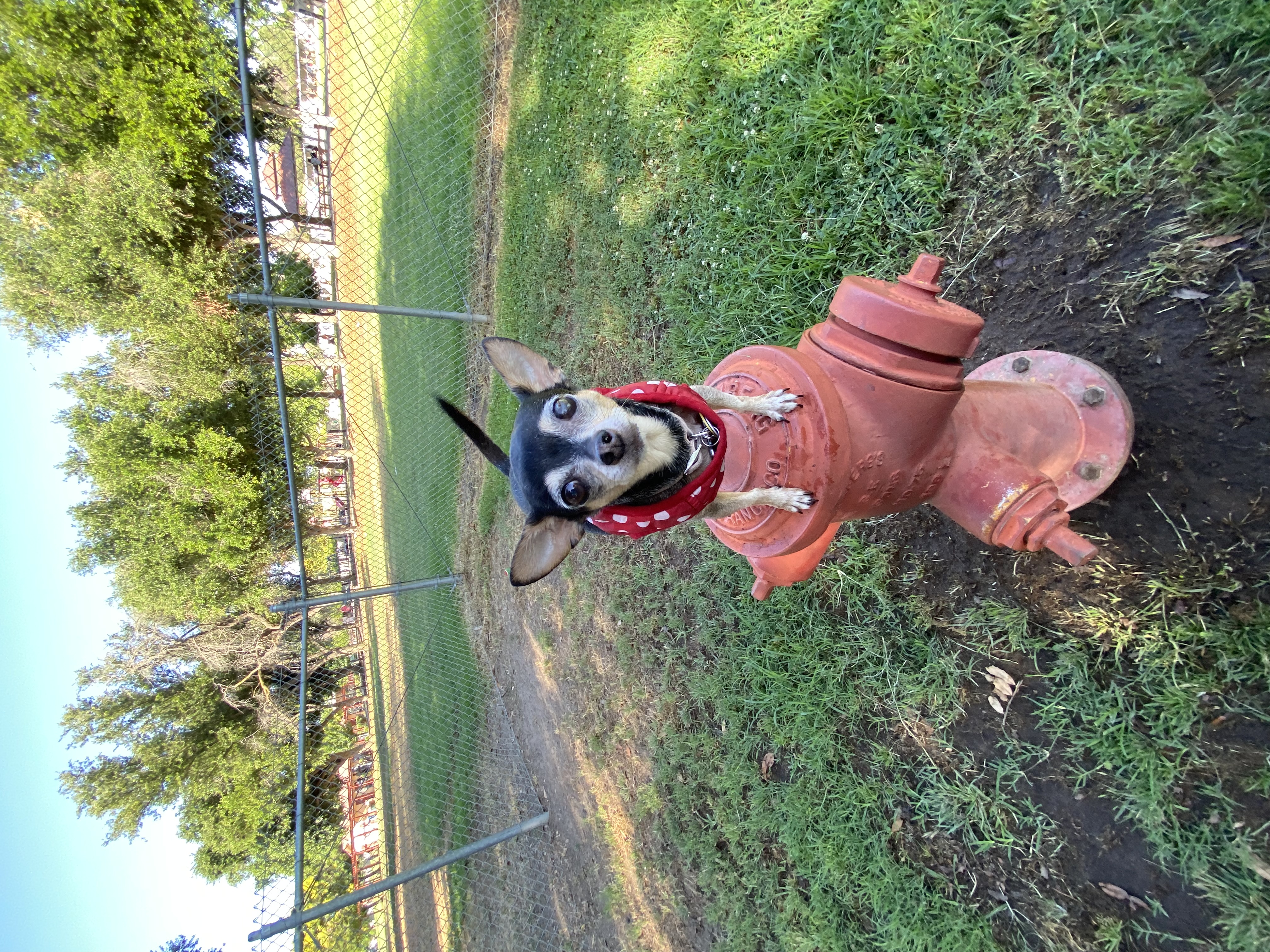 Pet