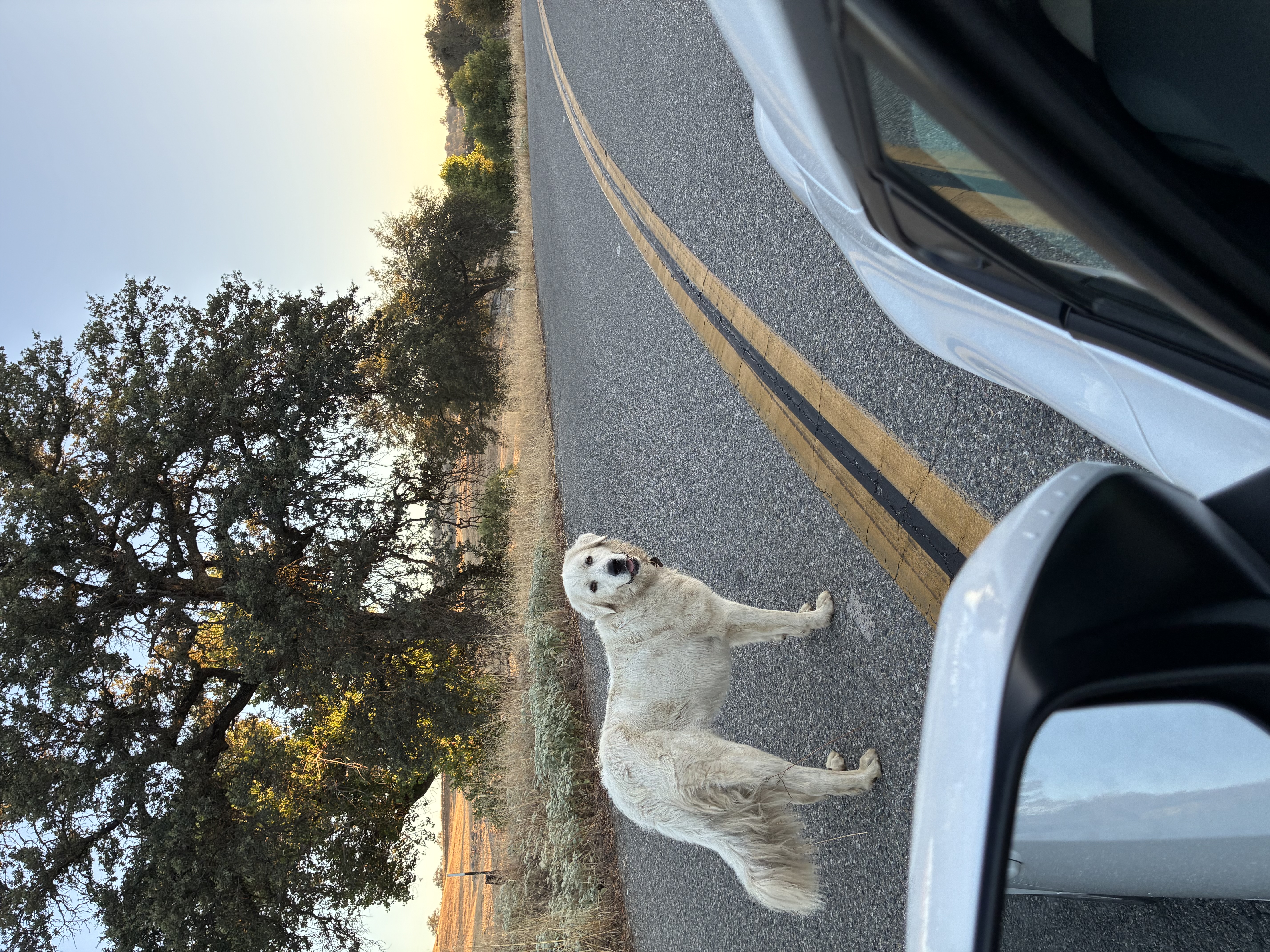 Pet