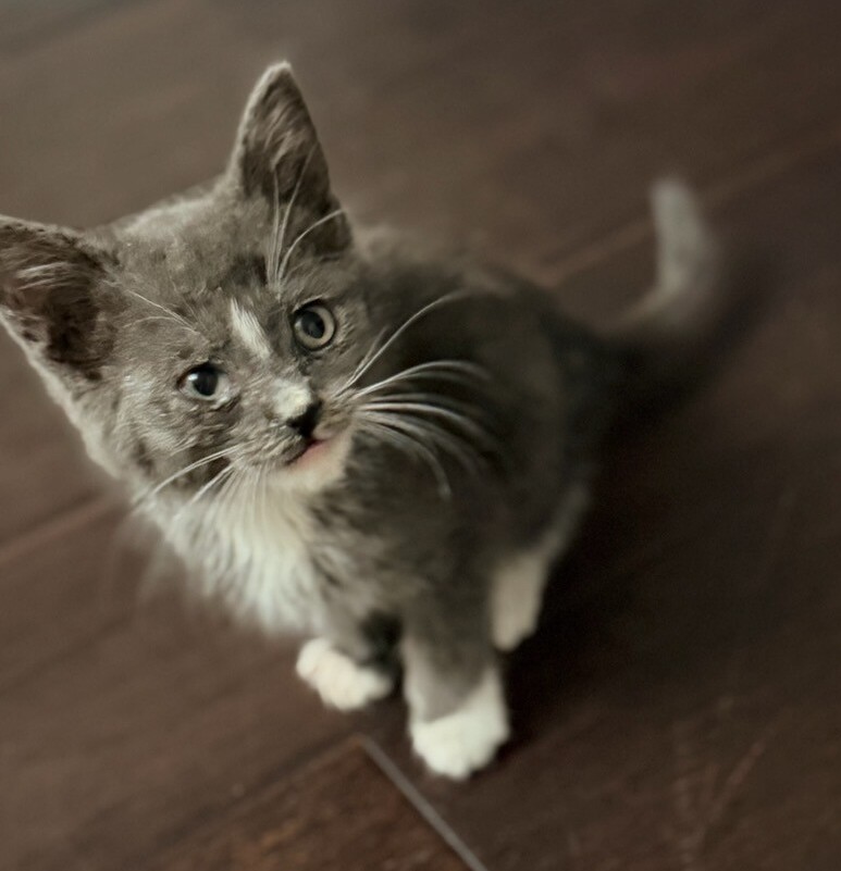 Pet