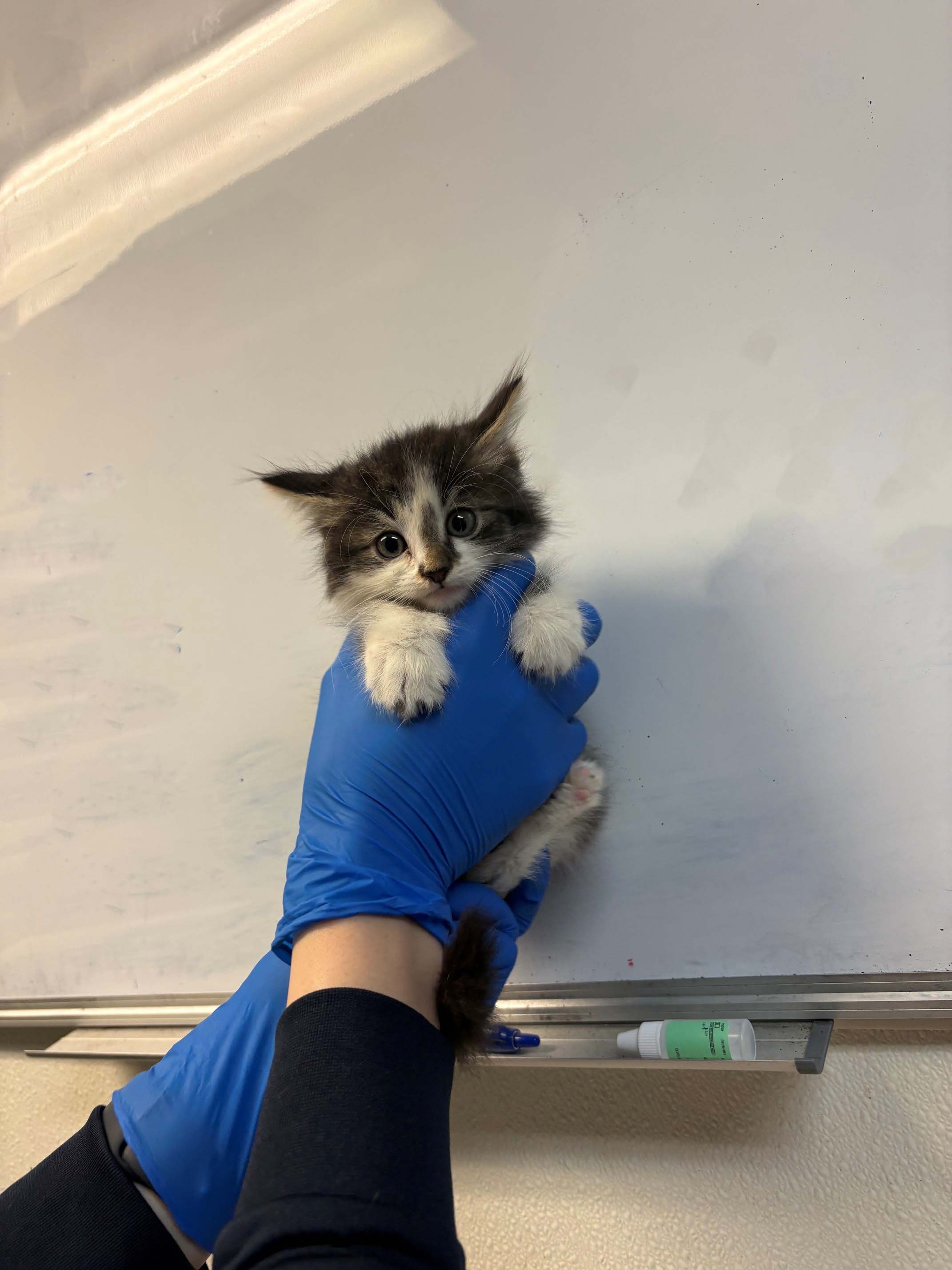 Pet