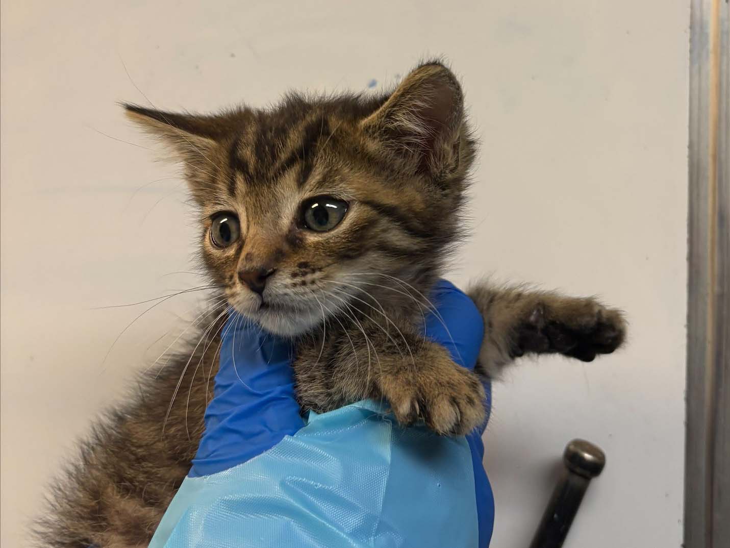 Pet