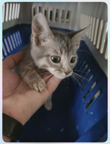 Pet