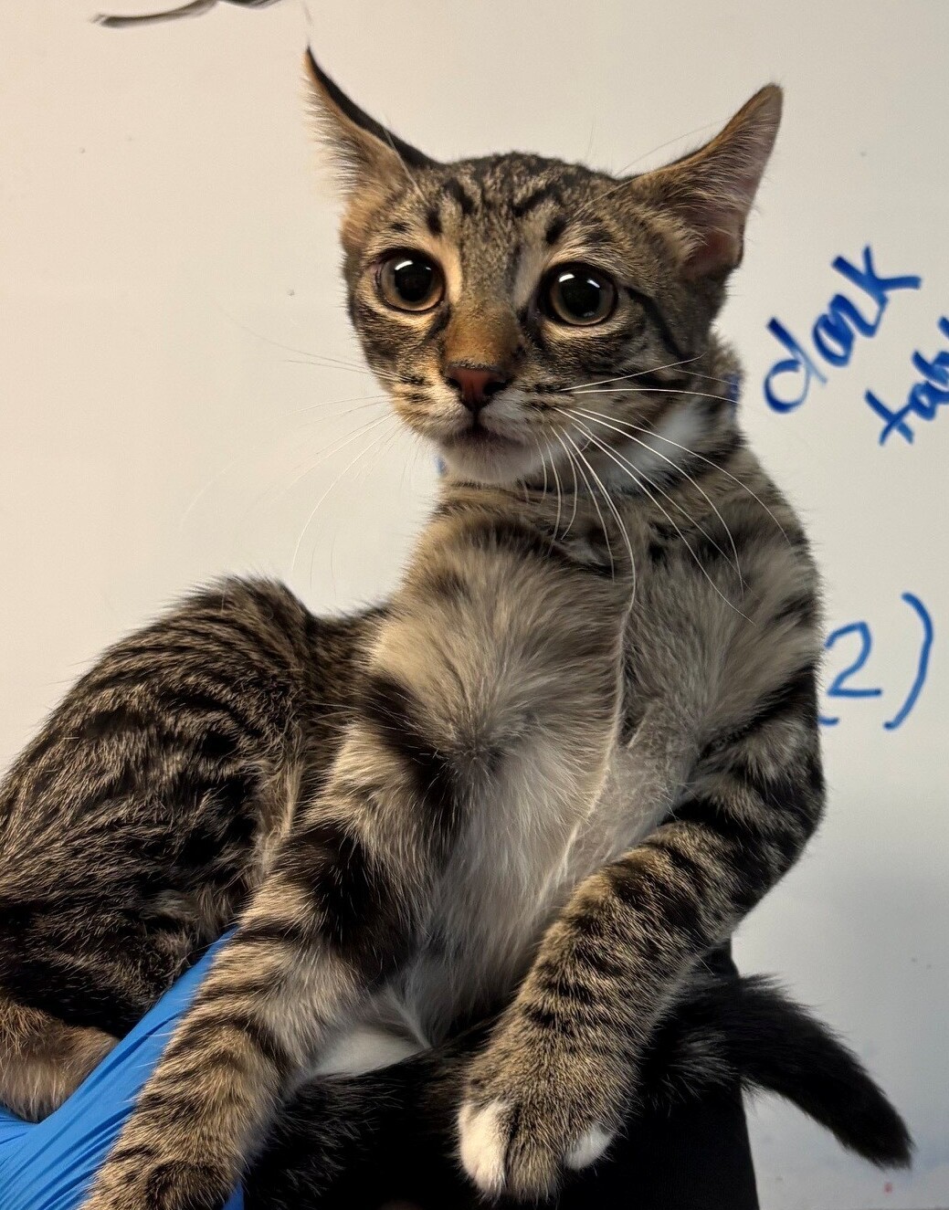Pet