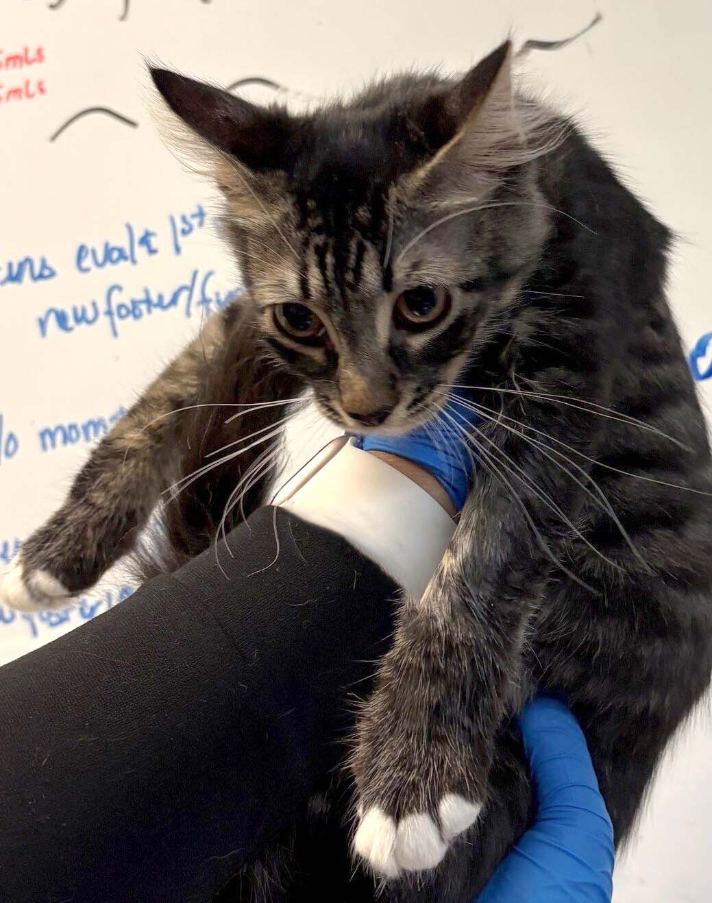 Pet