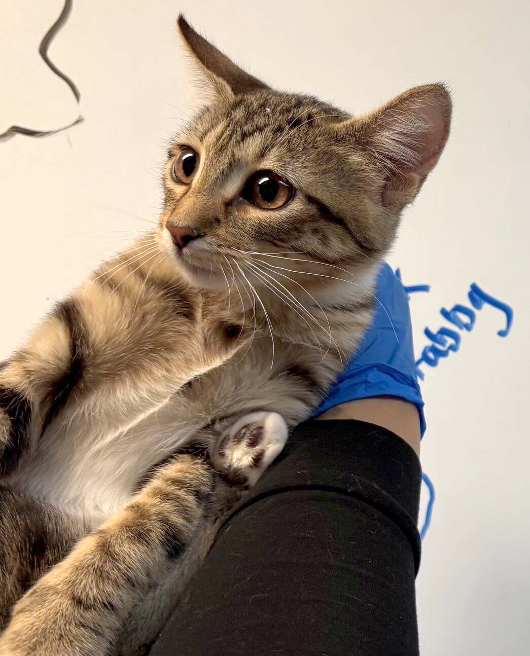 Pet