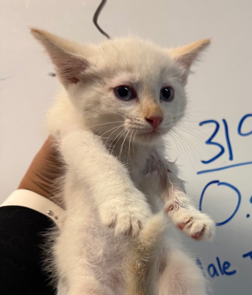 Pet